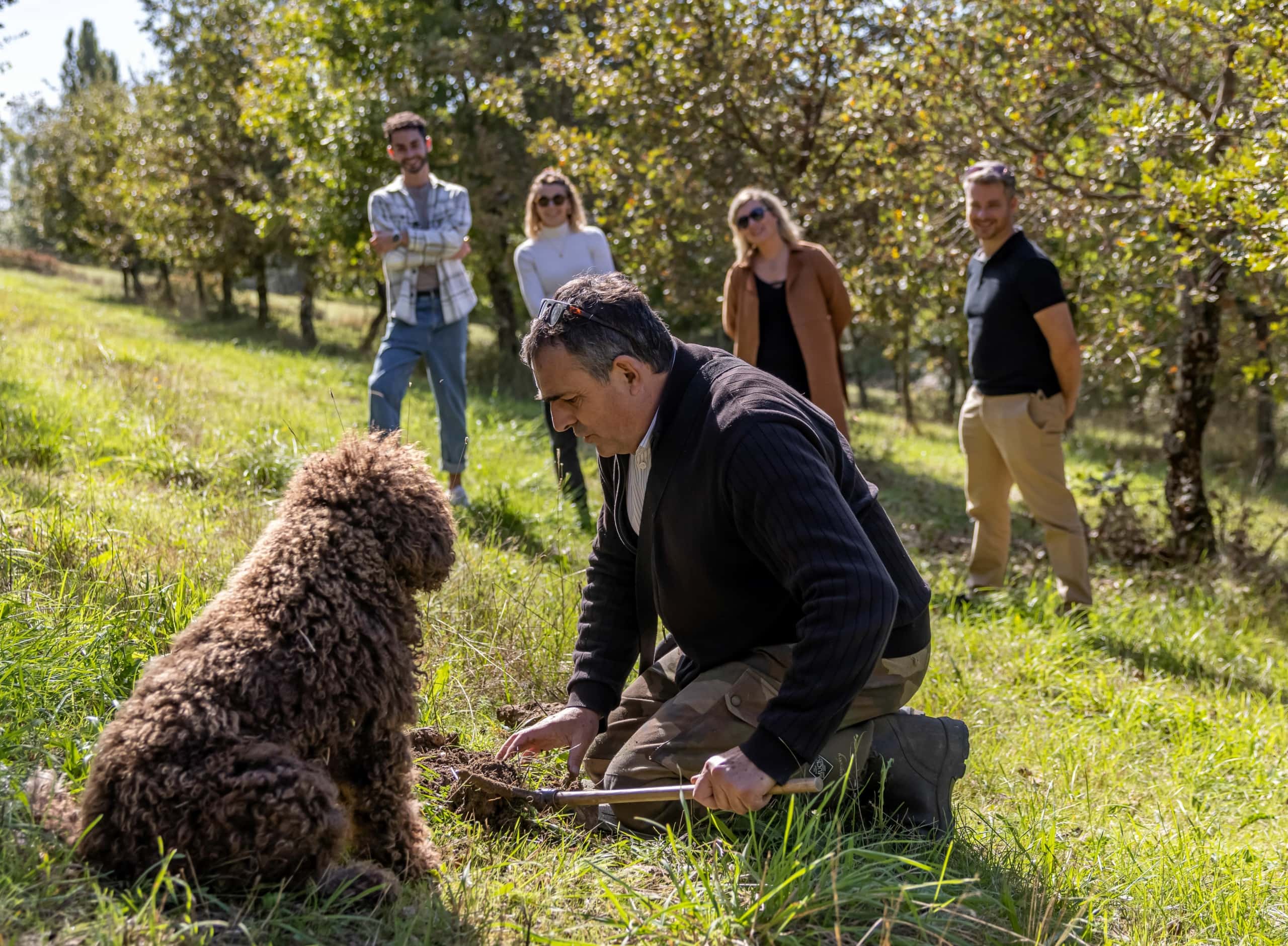 Hund bei der Suche nach Trüffel