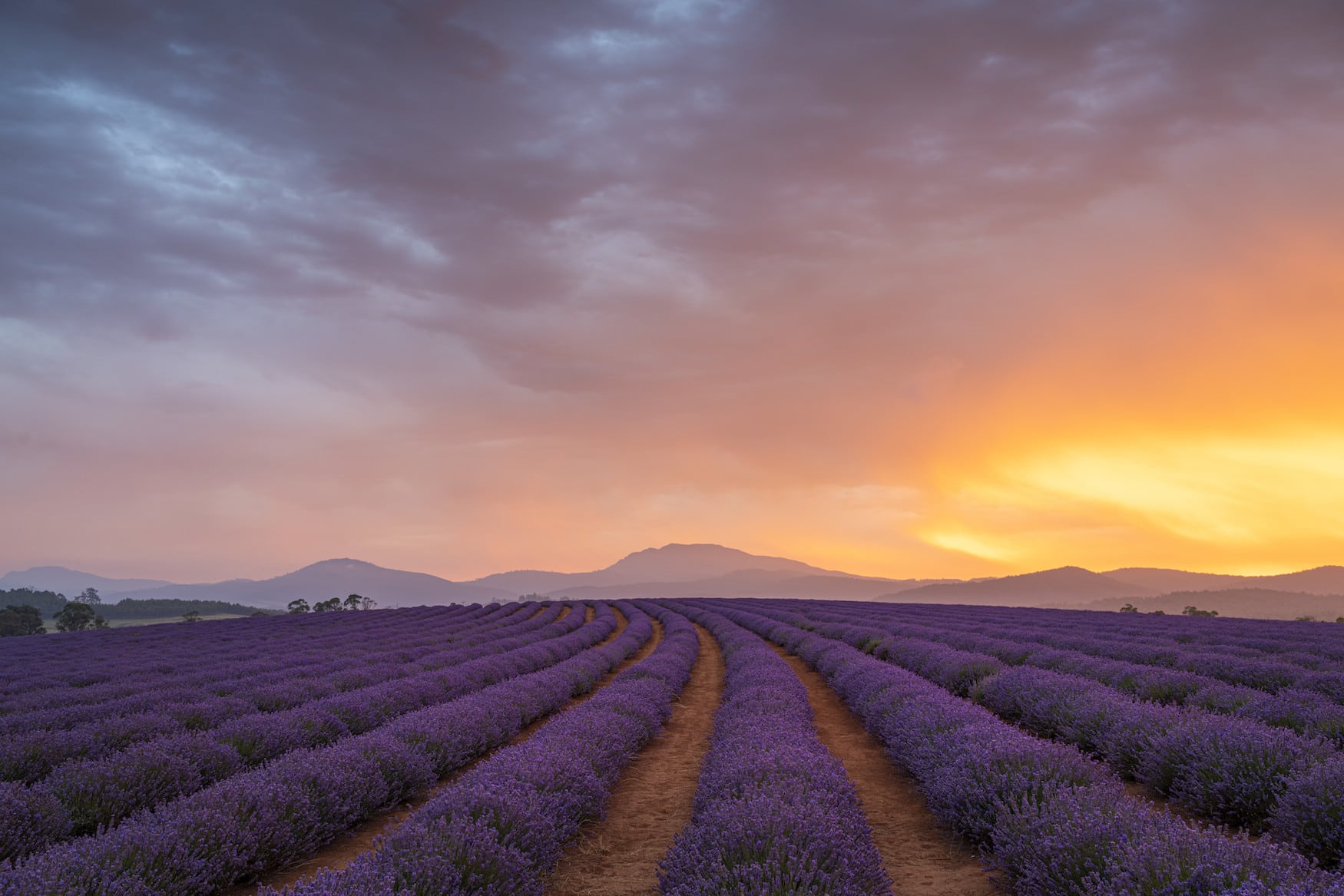 Bridestowe Lavender Estate, die Lavendelfelder muss man bei einer Reise nach Tasmanien unbedingt besuchen