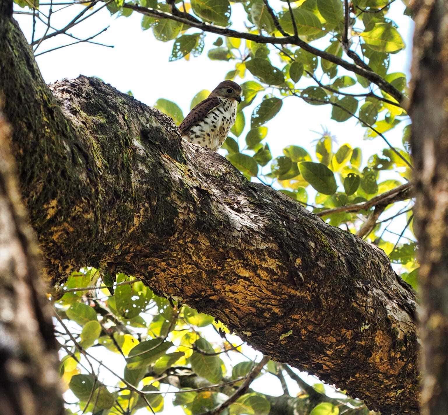 Ein Vogel rastet auf einem Ast im Naturschutzgebiet.