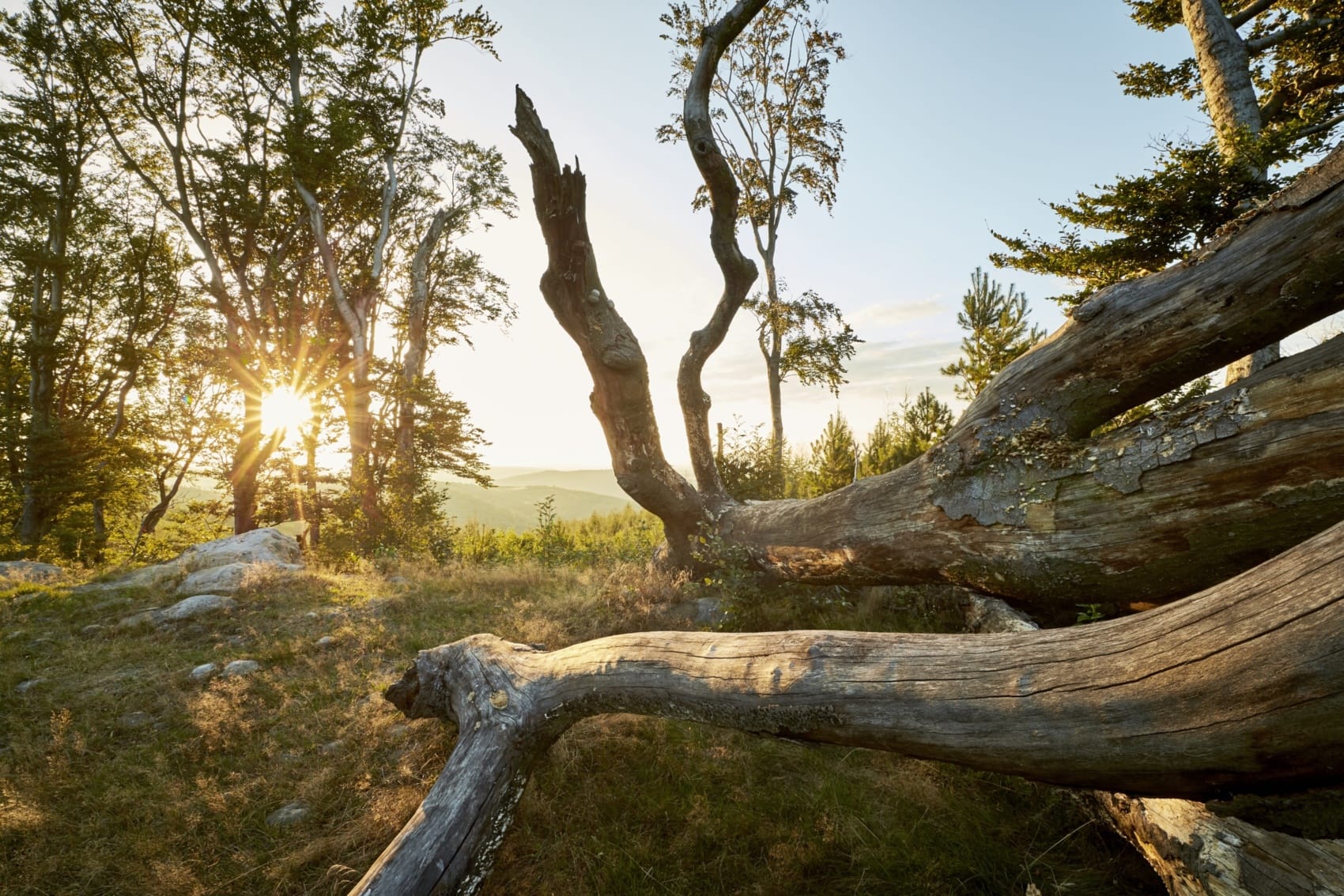 Schöne Natur in Österreich: Troppberg im Wienerwald