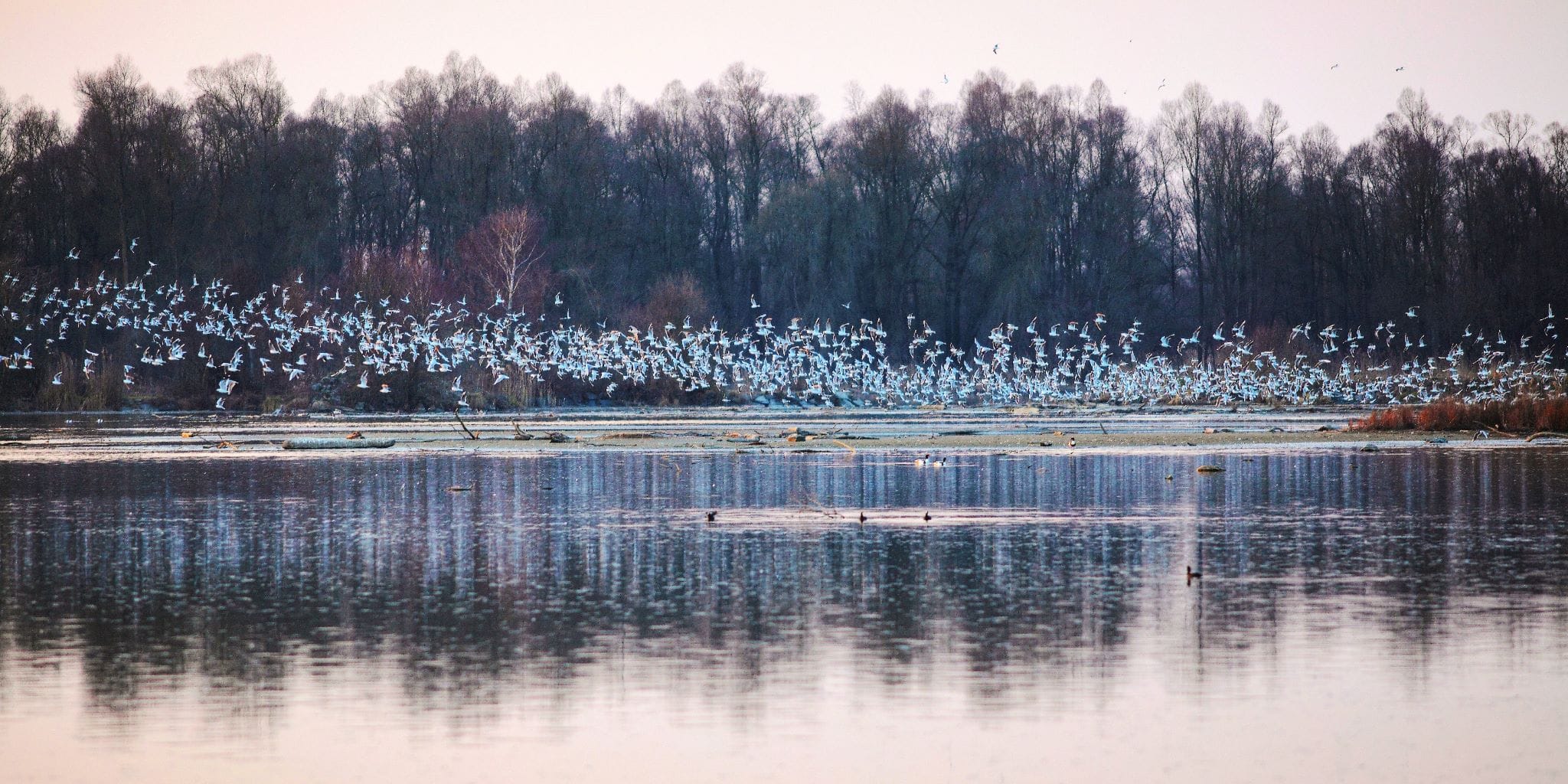 Schöne Natur in Österreich: Vogelschwarm im Europareservat Unterer Inn