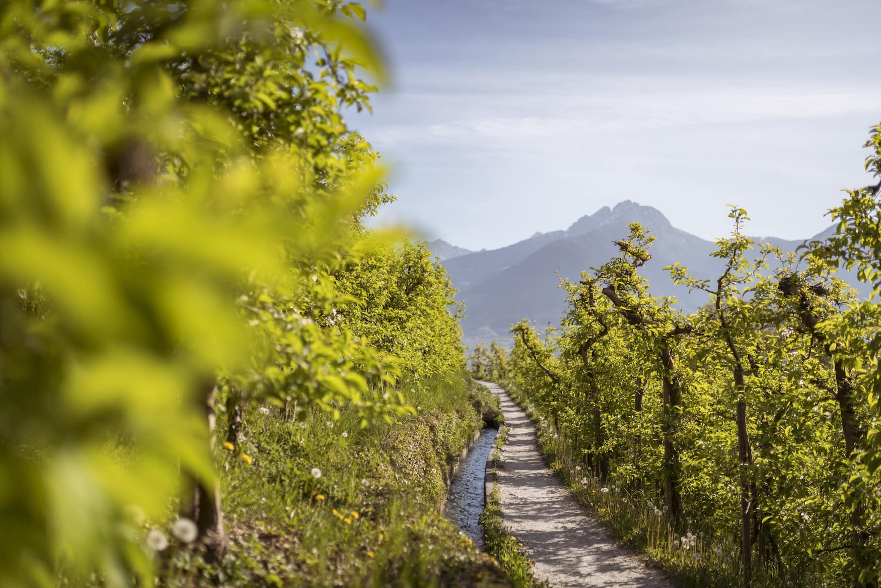 Zwei Stunden dauert die Runde durch die Apfelgärten des Marlinger Waalwegs im Meraner Land/Südtirol