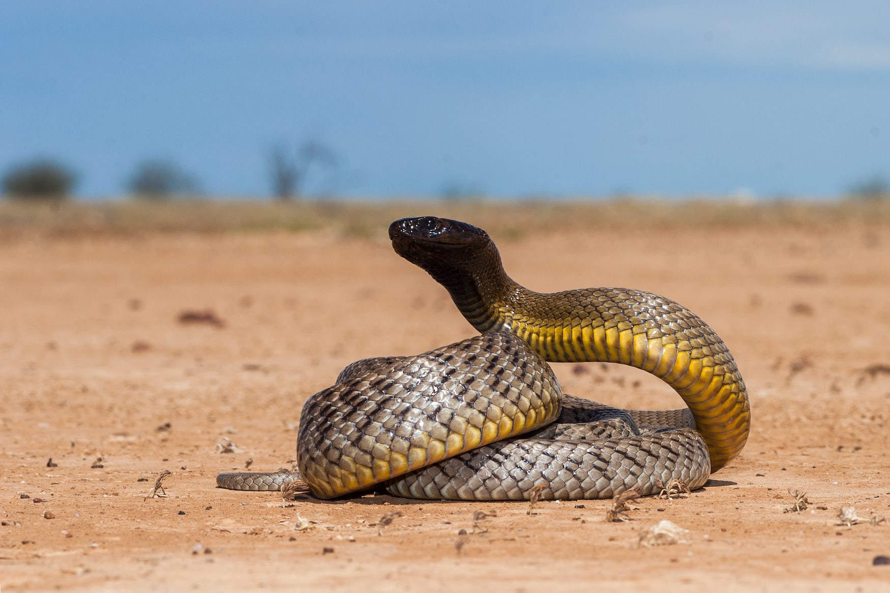 Inland Taipan im Angriffsmodus