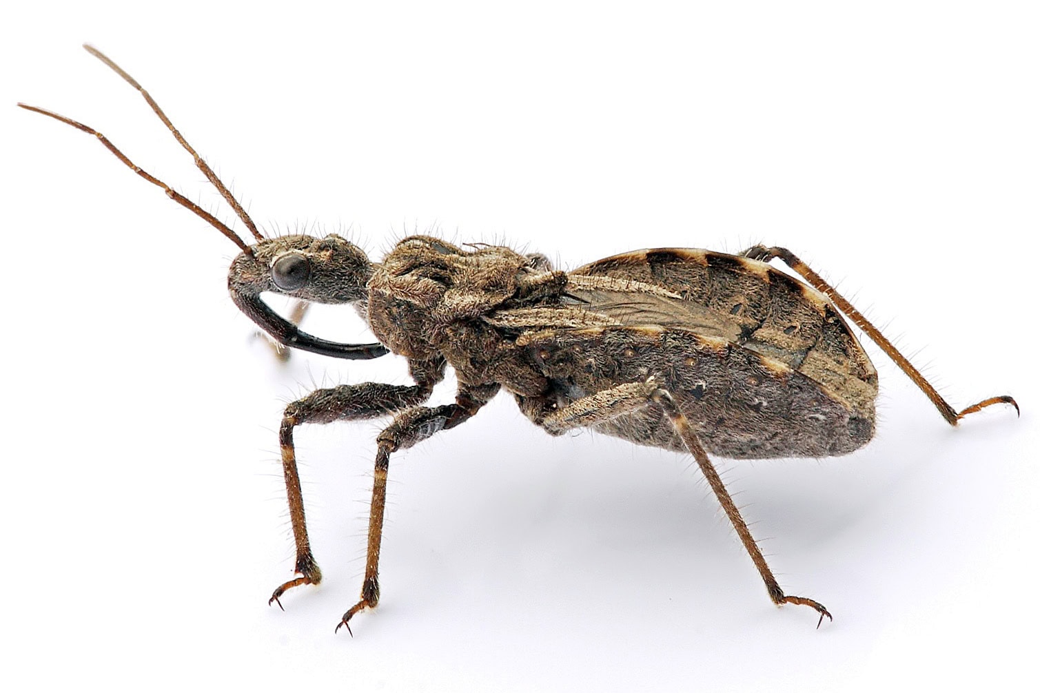Die Raubwanze, oder auch Killerwanze genannt, ist eins der gefährlichsten Insekten der Welt.