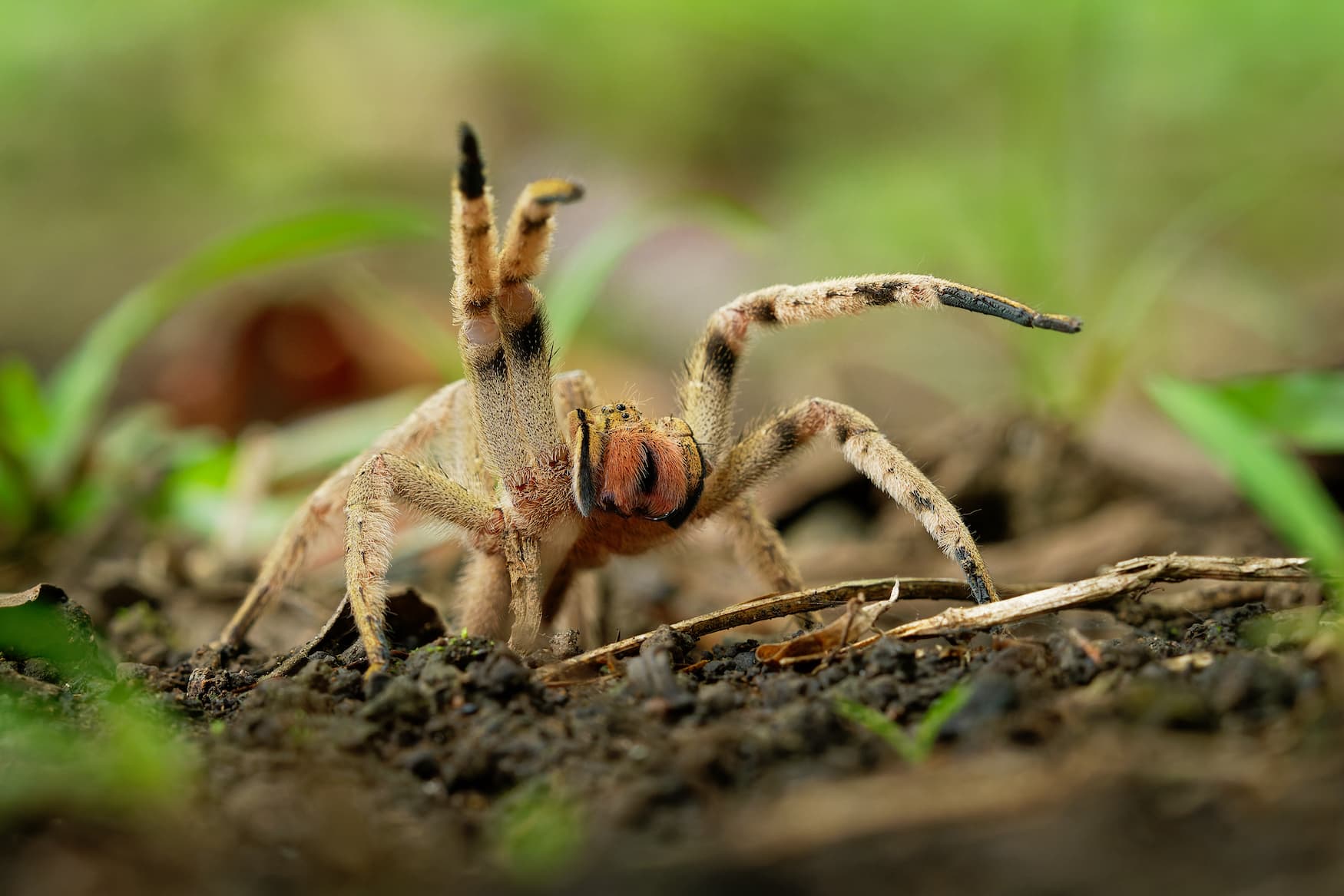 Brasilianische Wanderspinne in Mittel- und Südamerika