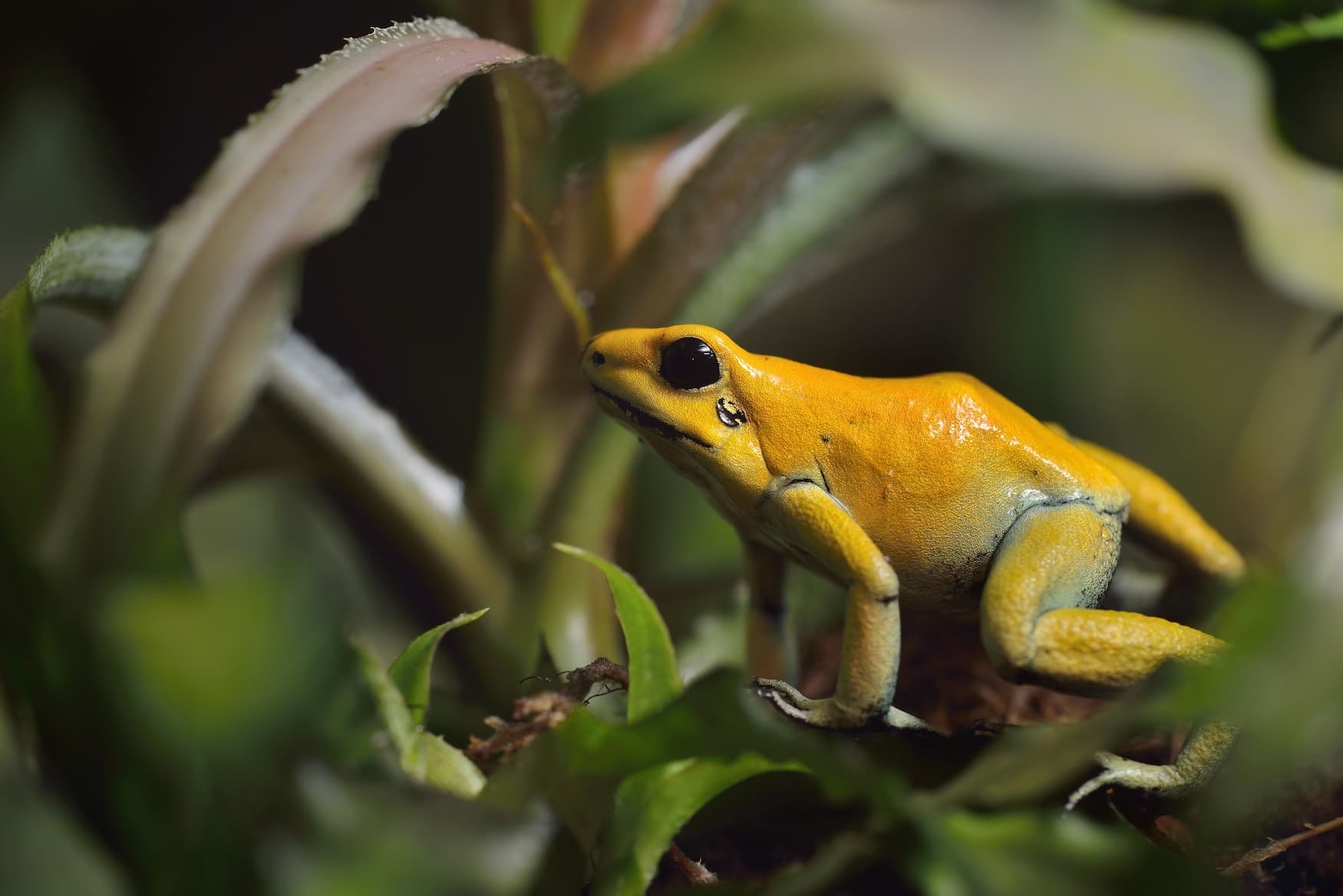 Goldener Pfeilgiftfrosch, eines der gefährlichsten Tiere der Welt, lebt in den Regenwäldern Kolumbiens