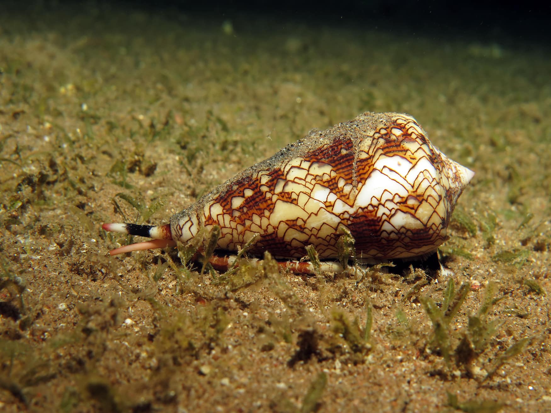 Kegelschnecke auf Meeresgrund. eins der gefährlichsten Tiere der Welt.