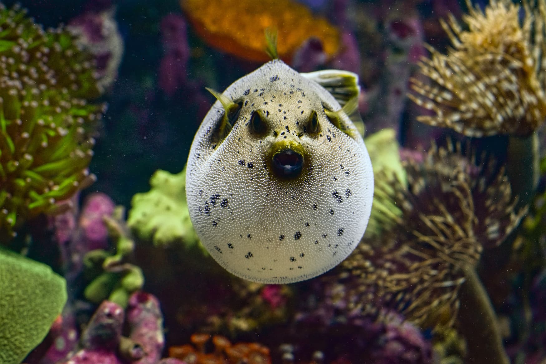 Aufgeblähter Kugelfisch im Meer