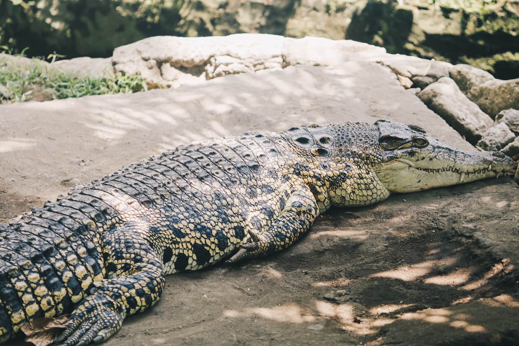 Salzwasserkrokodil liegt im Schatten