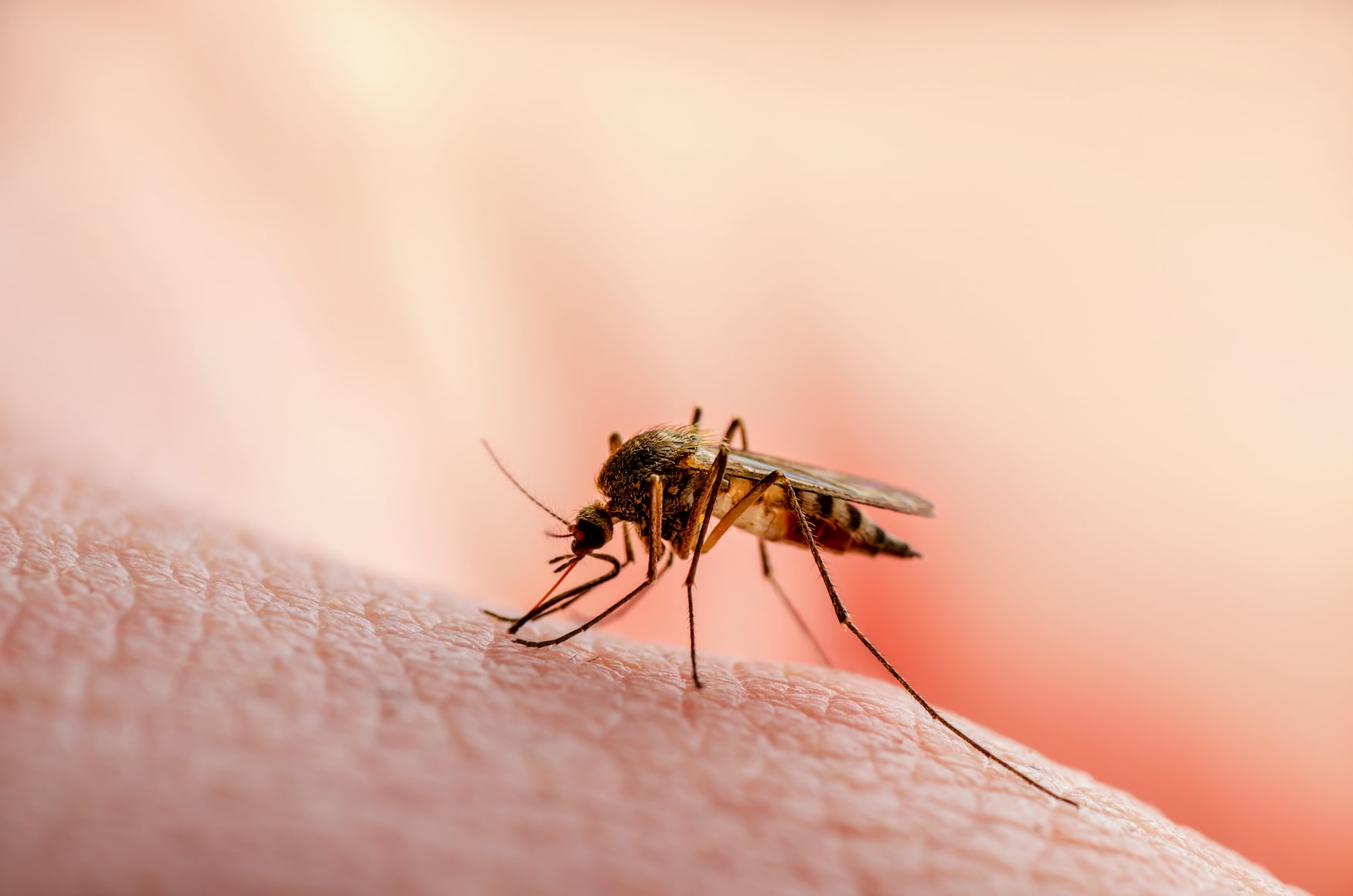 Die kleine Stechmücke ist eines der gefährlichsten Tiere der Welt