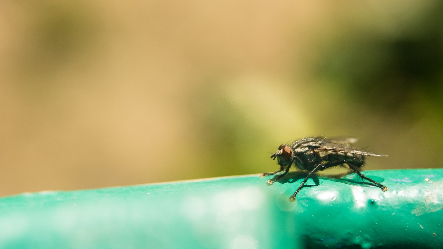 Eins der gefährlichsten Tiere der Welt: die Tsetsefliege