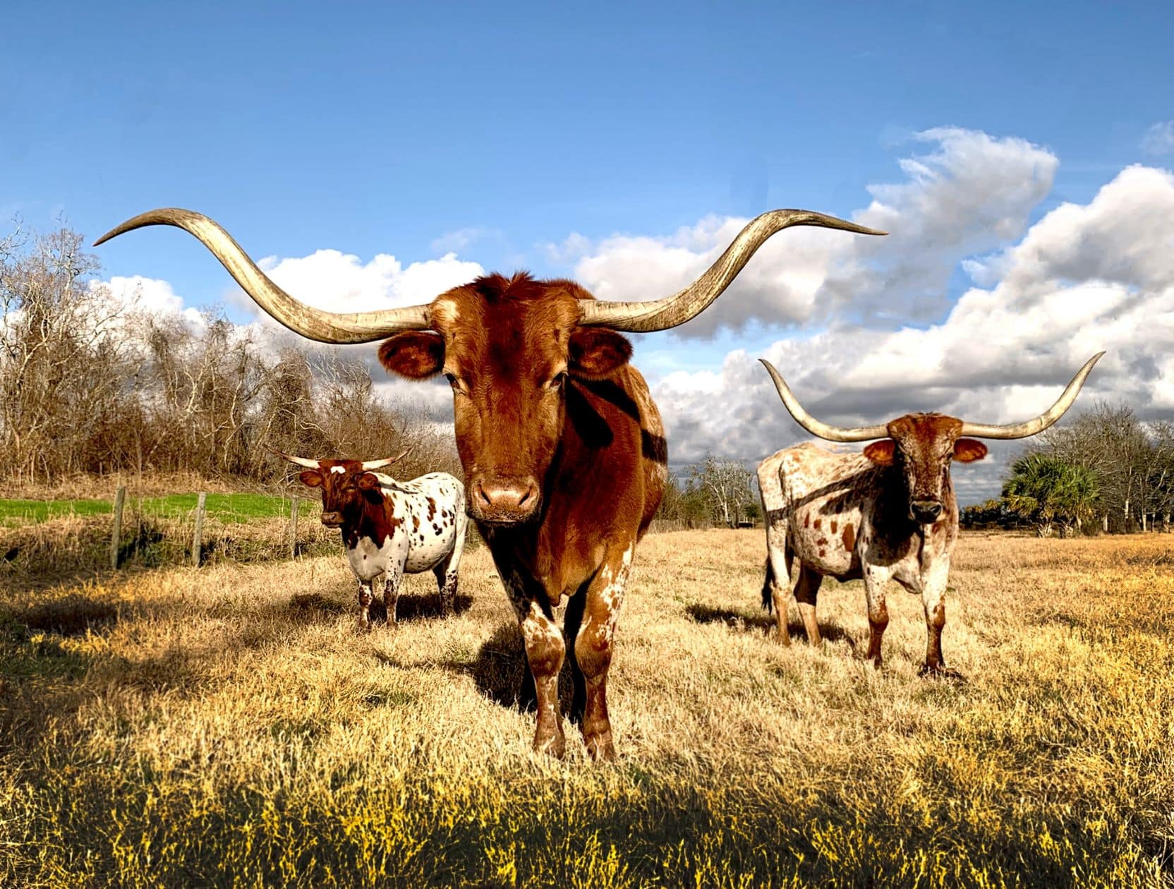 Longhorns auf Wiese