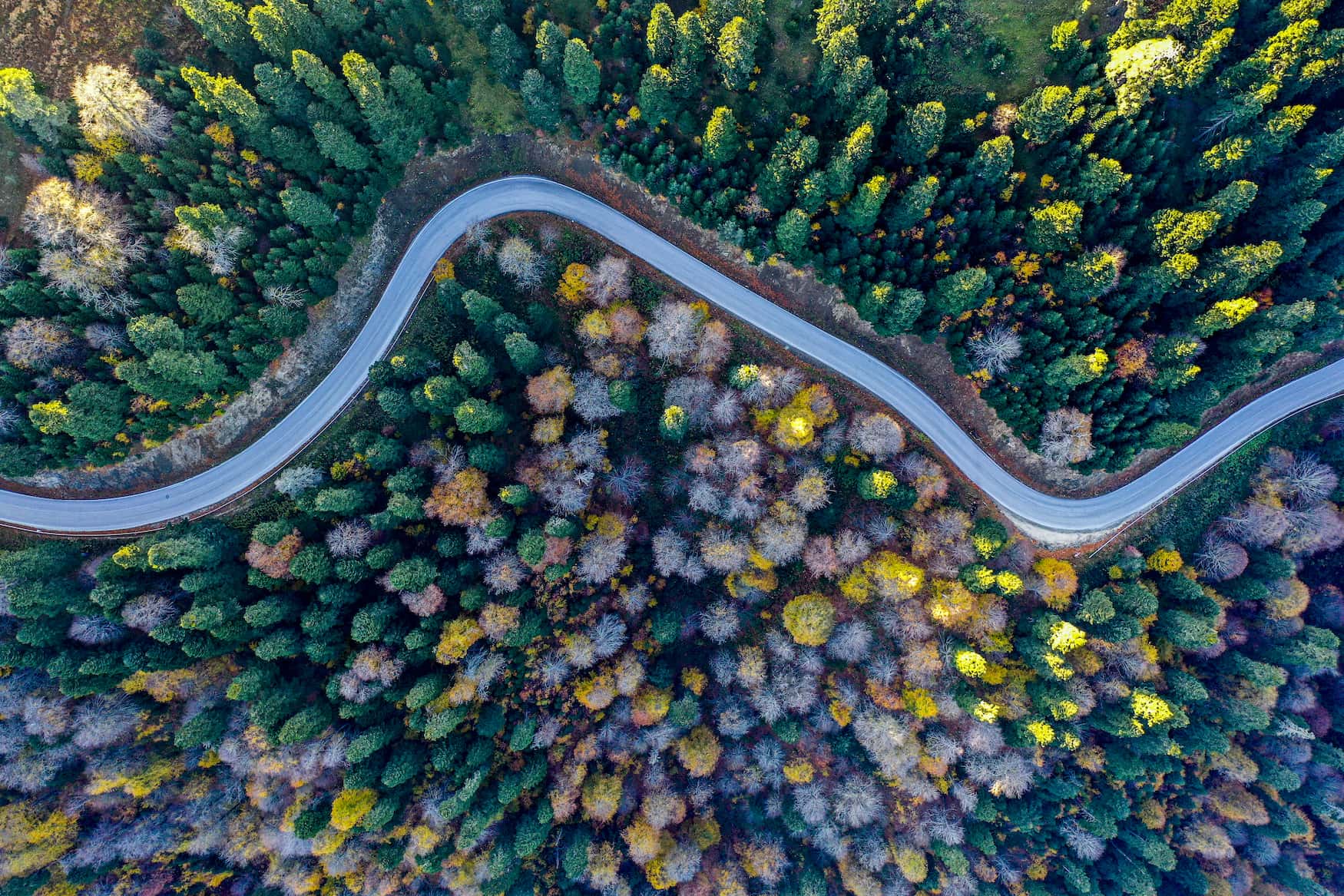 Roadtrips durch die Türkei durch den Wald bei Bolu