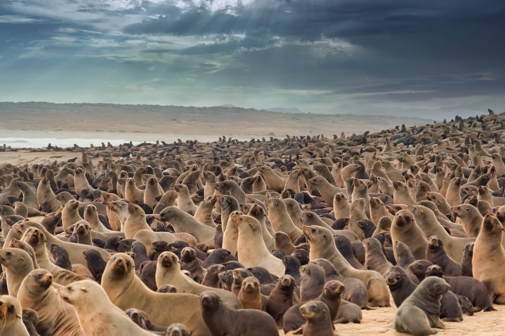 Cape Cross in Namibia