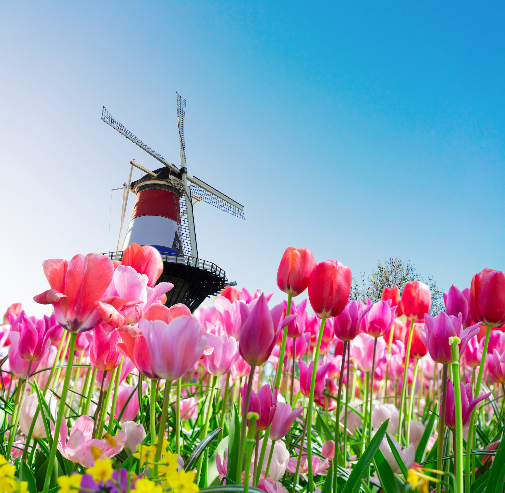 Tulpen und Windmühle