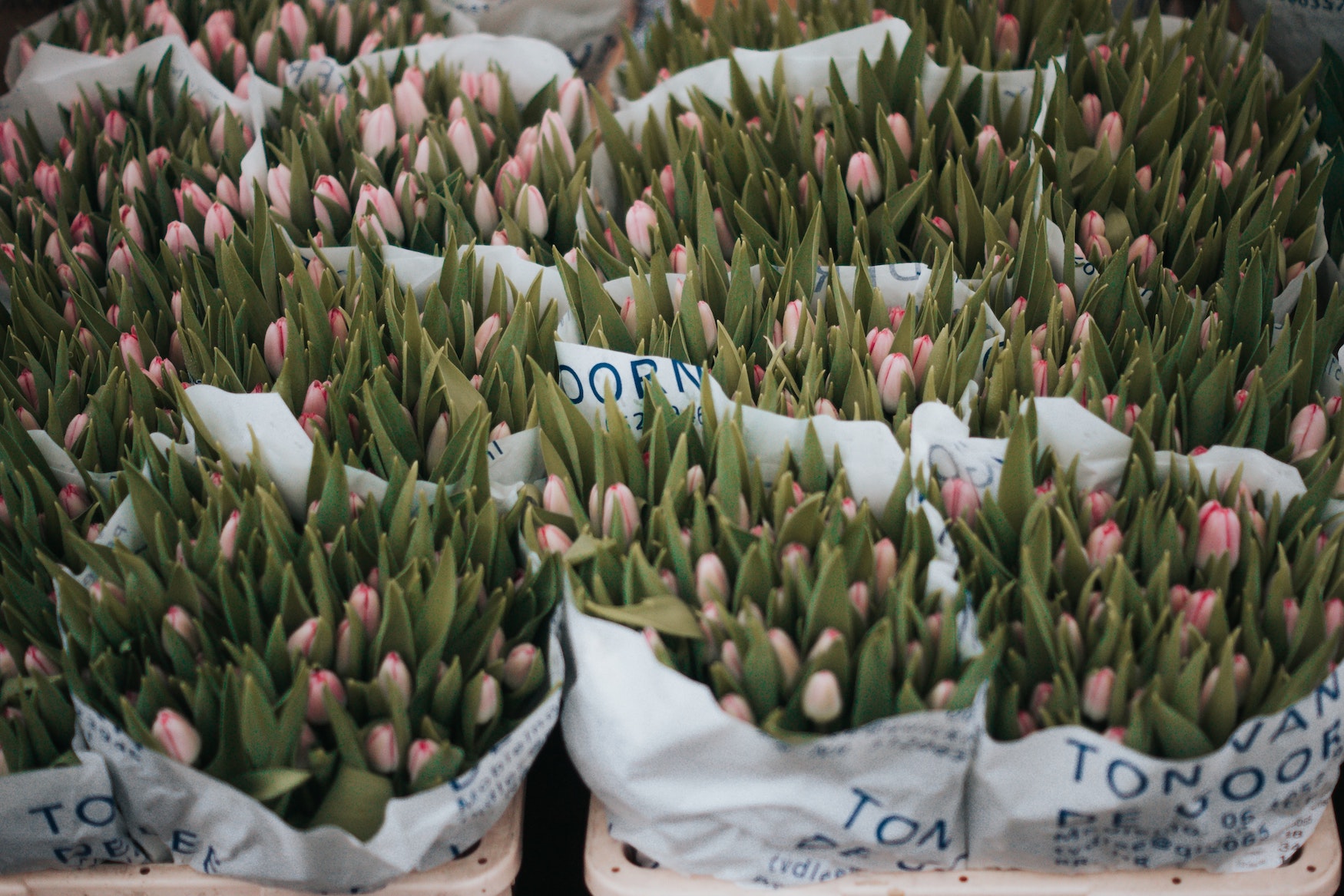 Bündel mit Tulpen
