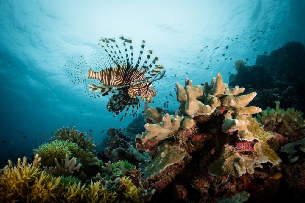 Ein Feuerfisch, schwarz-weiß gestreift und mit langen Finnen auf dem Rücken, schwimmt über einem bunten Riff im Meer. Das Foto ist von unten nach oben aufgenommem, im Hintergrund über dem Fisch ist die Wasseroberfläche erkennbar.