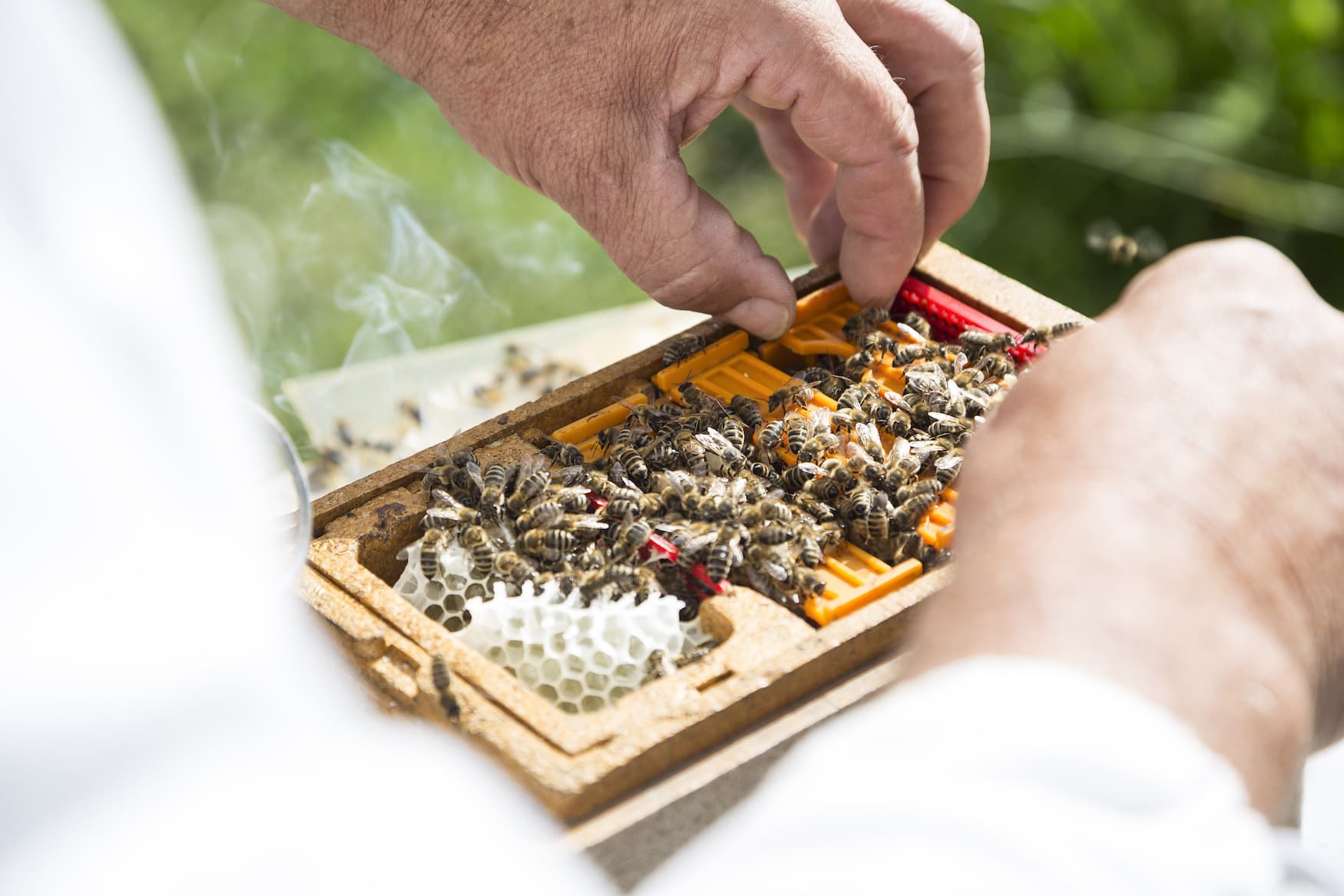 Tierische Begegnungen im Urlaub mit Imker Zwischenbrugger und seinen Bienen