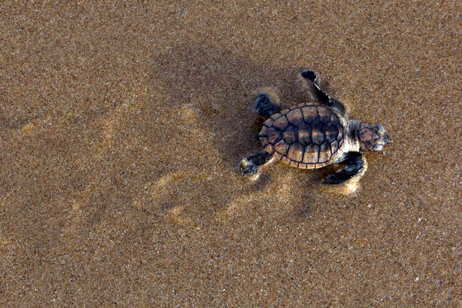 Karettschildkröte im Sand