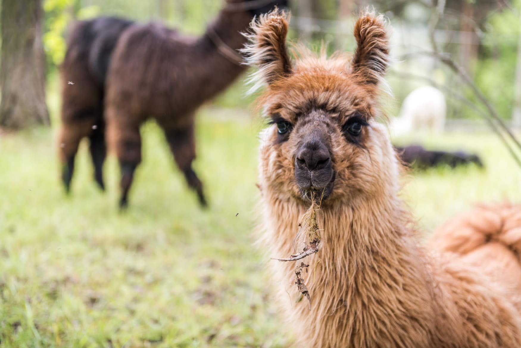 Lama auf dem Sonnenplateau in Ritten