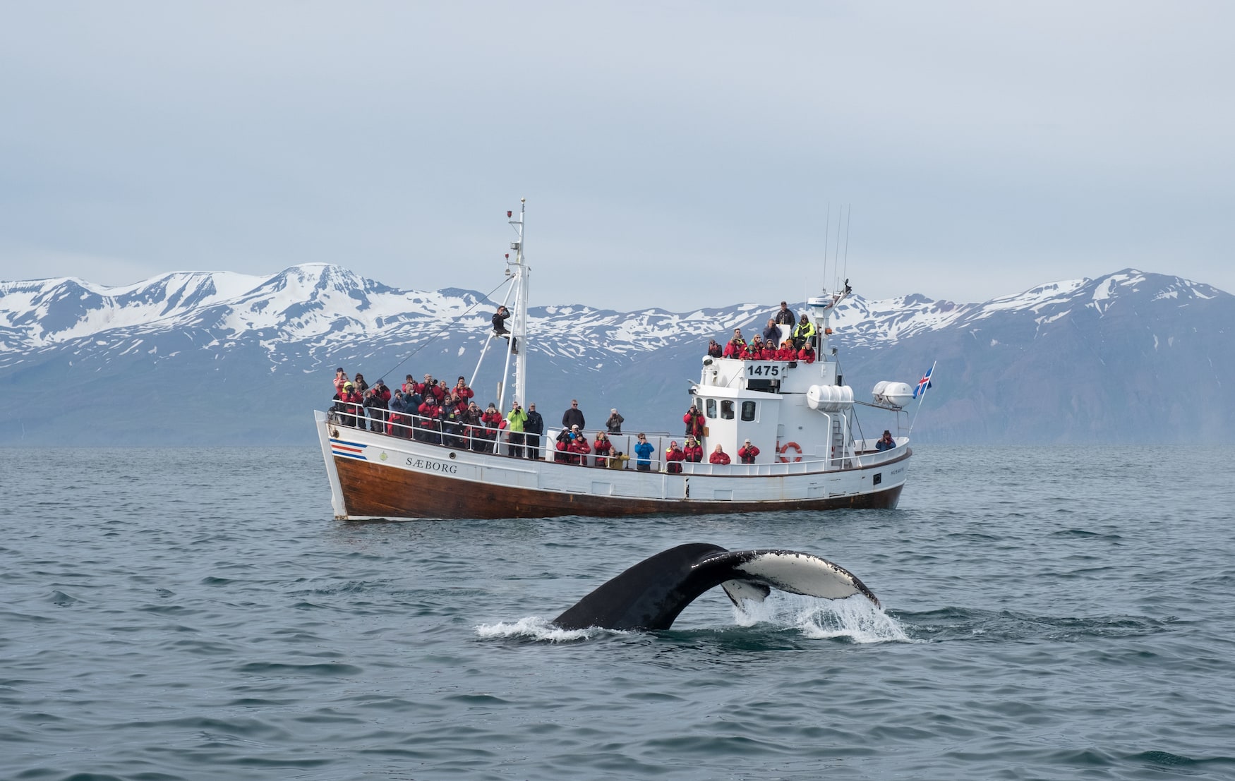 Whale Watching Tour in Husavik