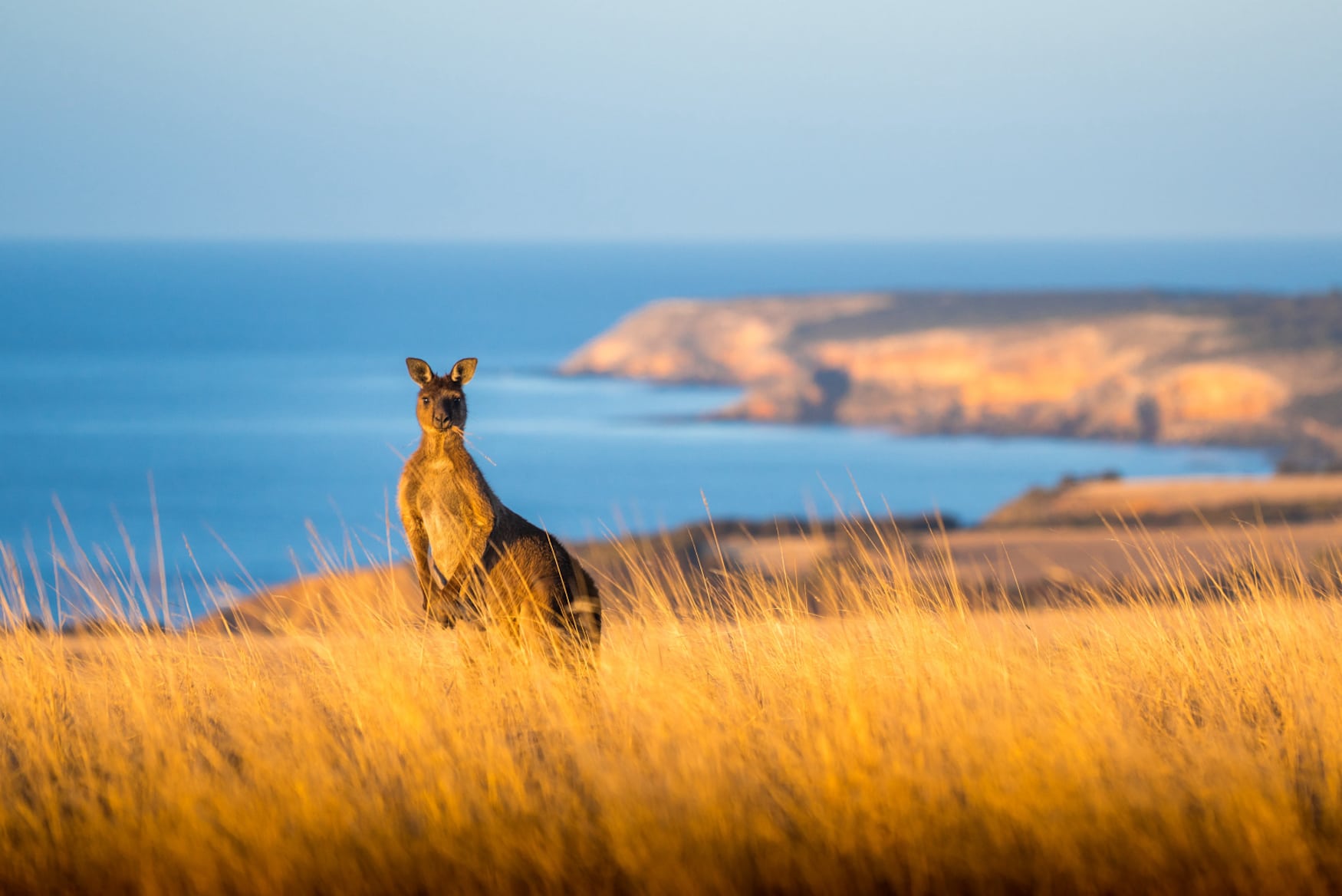 Känguru auf Kangaroo Island in Südaustralien.