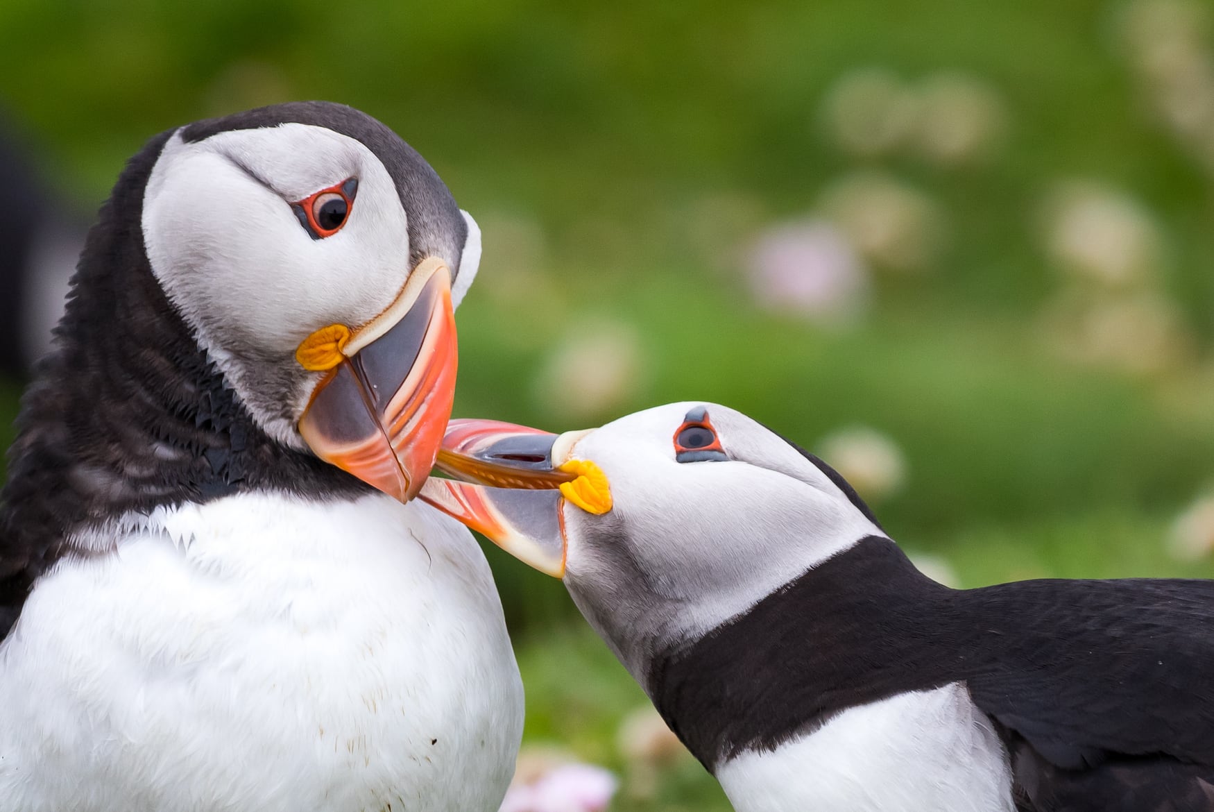 Papageientaucher auf Fair Isle