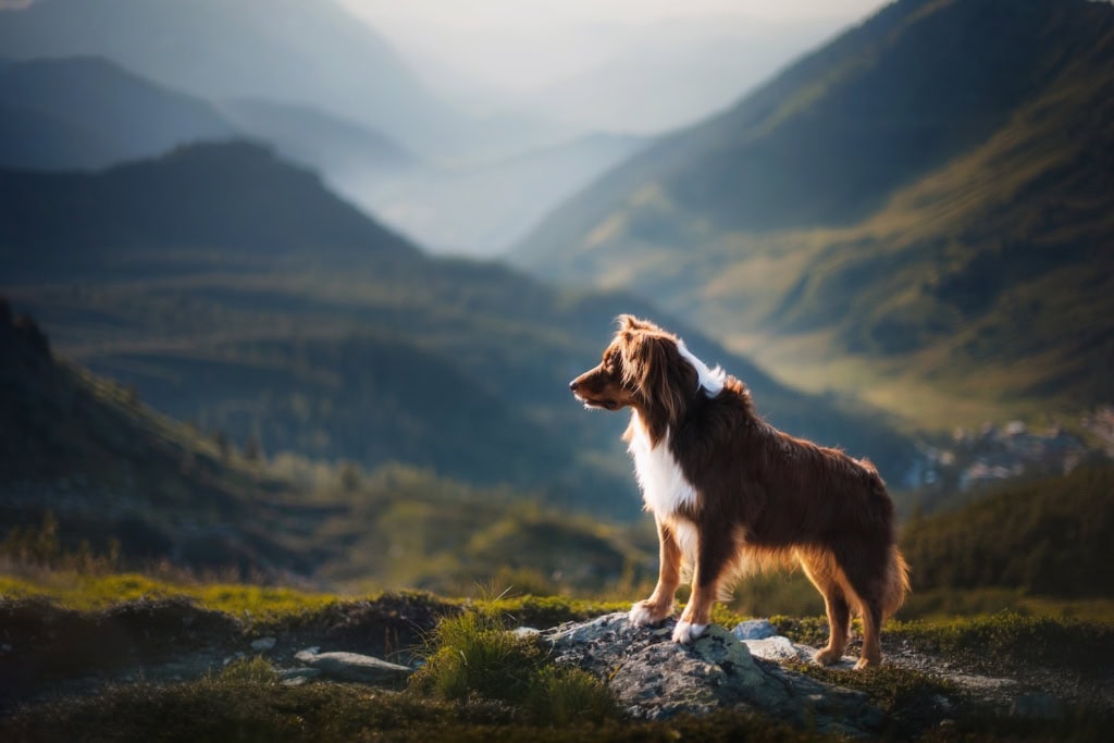 Hund beim Urlaub in den Alpen in Österreich