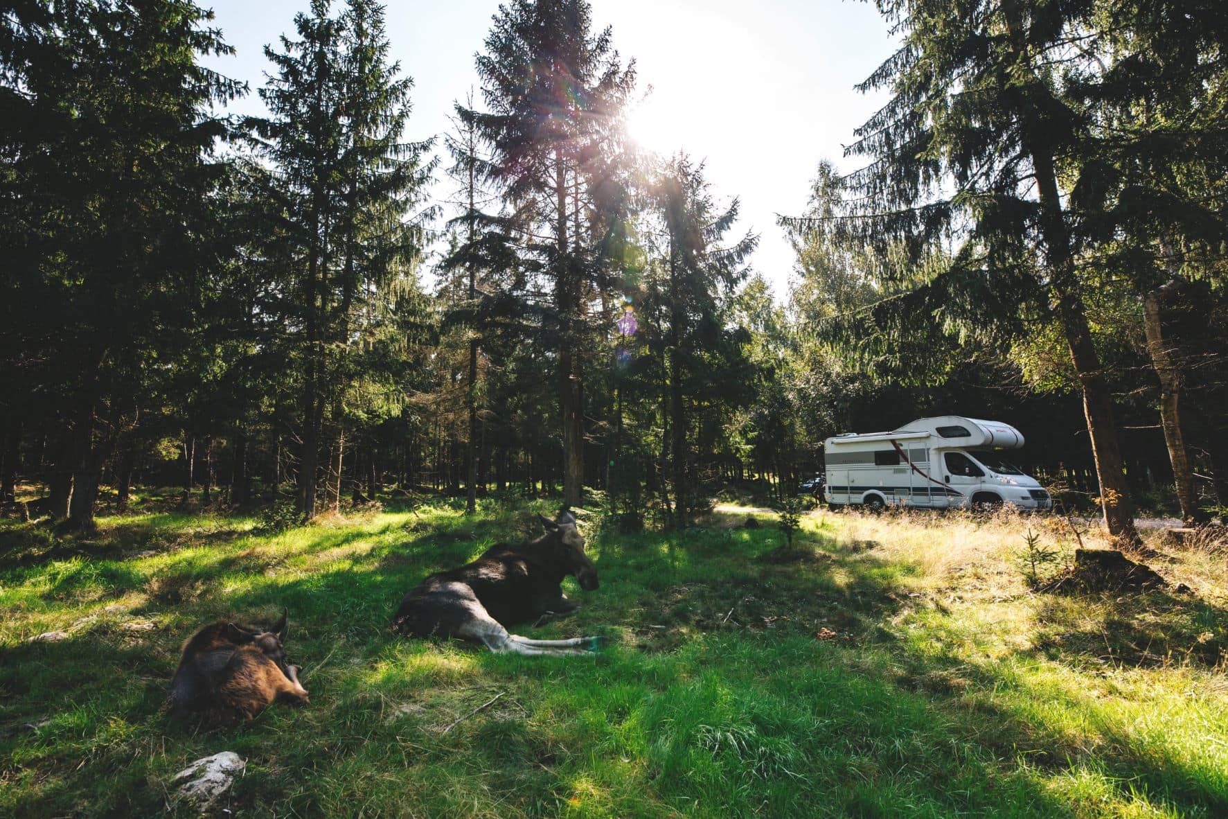 Wohnmobil in Småland Markaryds Moose Safari