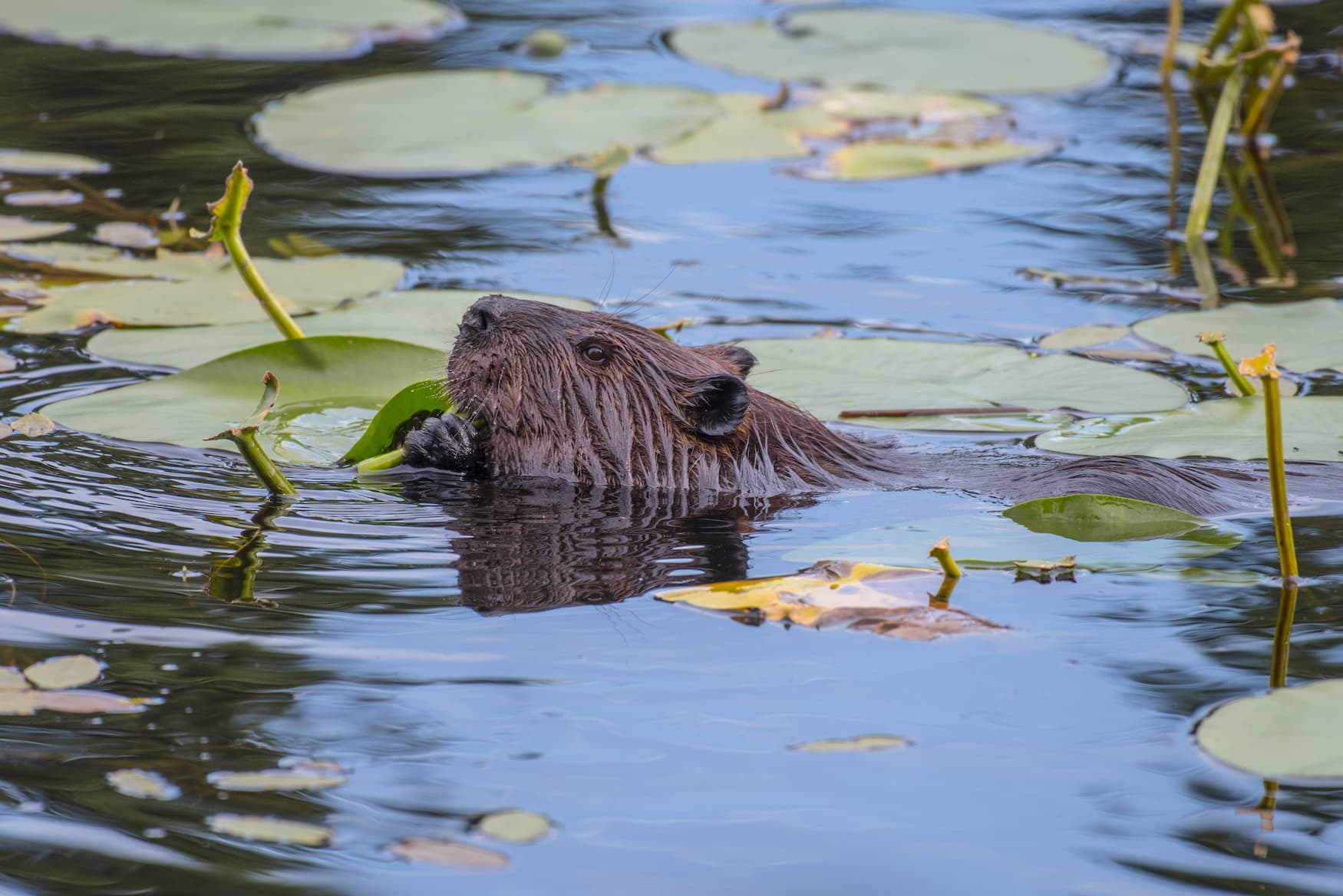die Isle Royale in Michigan ist ein Eldorado für WIldtiere