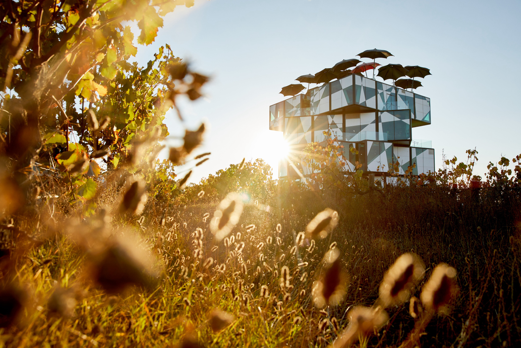 das Weingut D'Arenberg