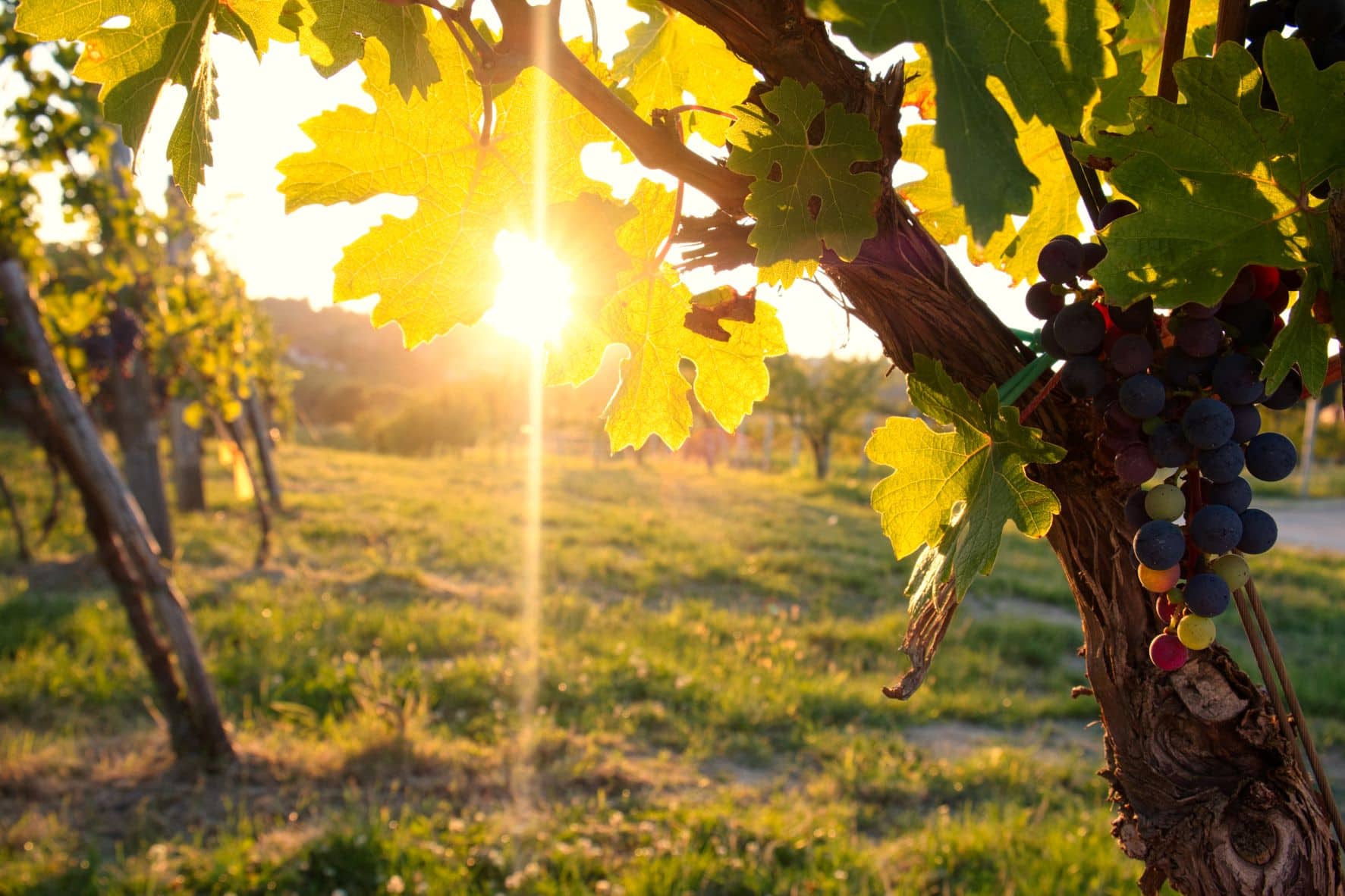 Weinanbau in Fruska Gora, Serbien