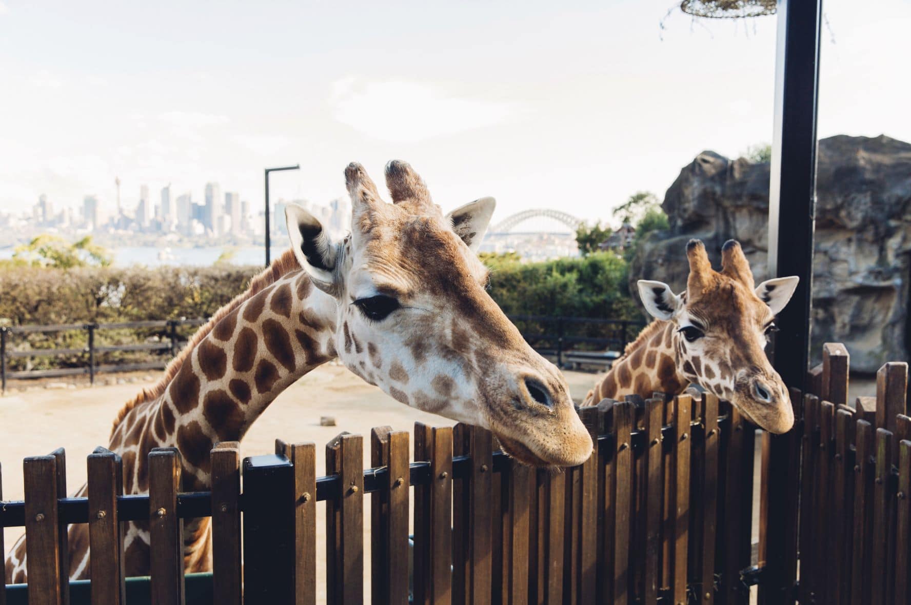 Sehenswürdigkeiten in Sydney: Giraffen im Taronga Zoo