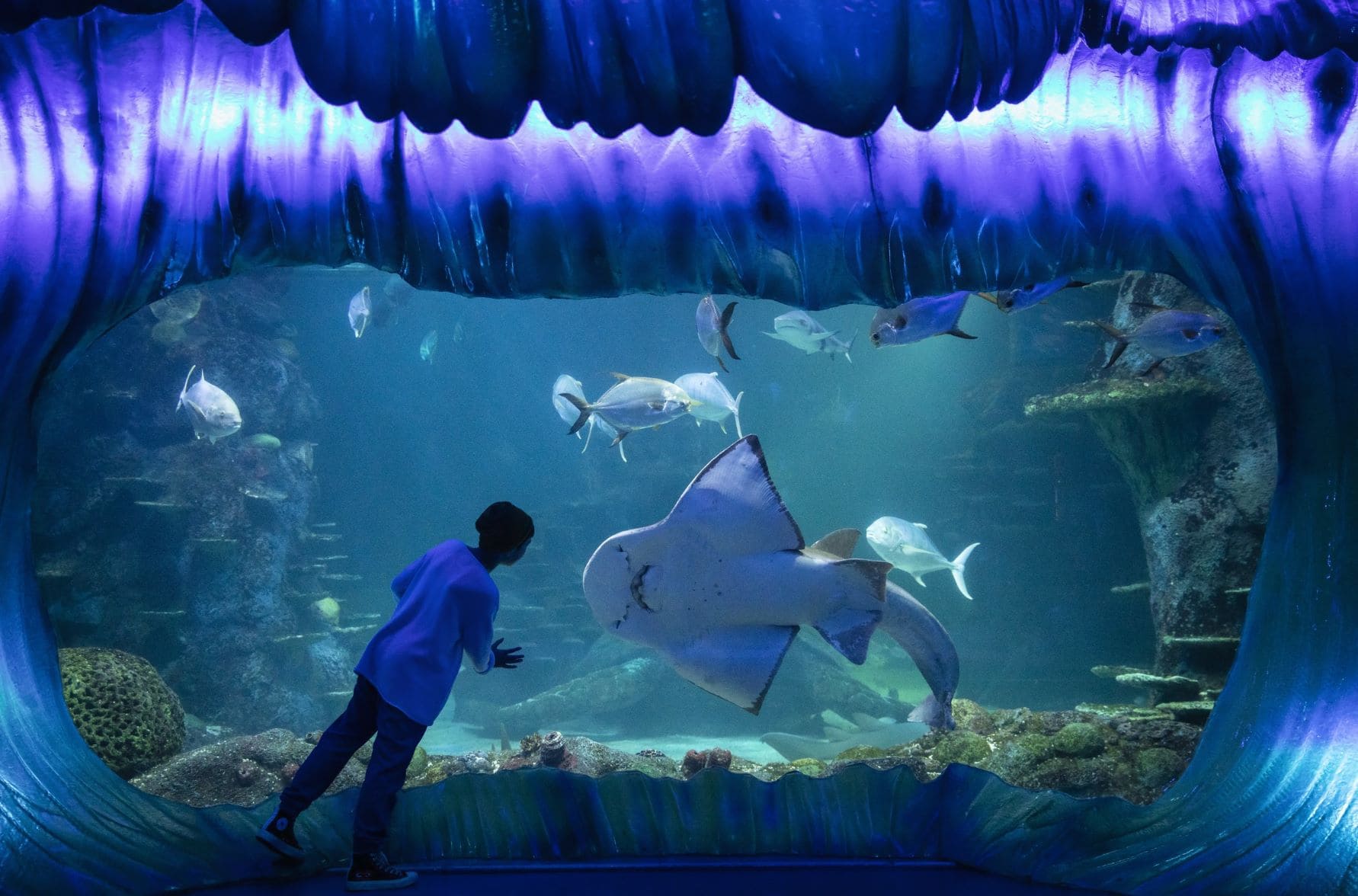Junge im Sea Life Syndey Aquarium 
