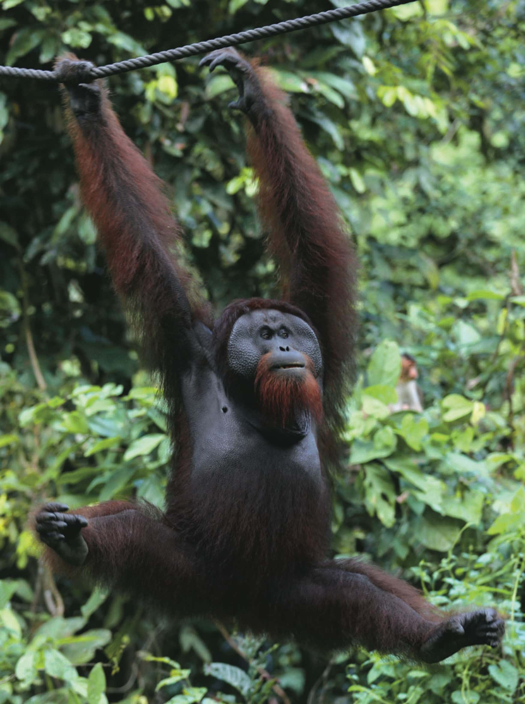 Nachhaltigkeit in Malaysia: ein Orang-Utang