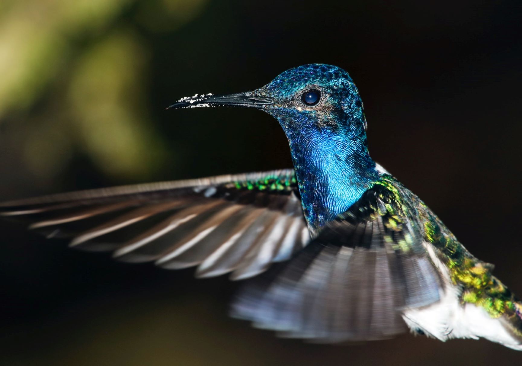 Weißnackenkolibri in Ecuador