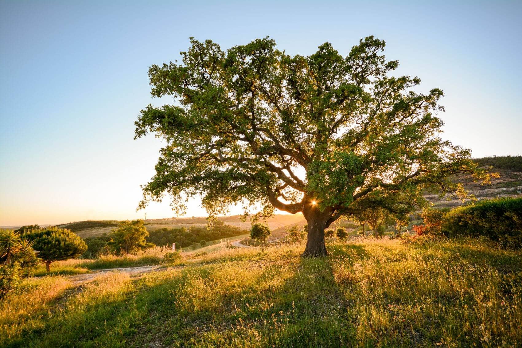 Korkeiche im Alentejo