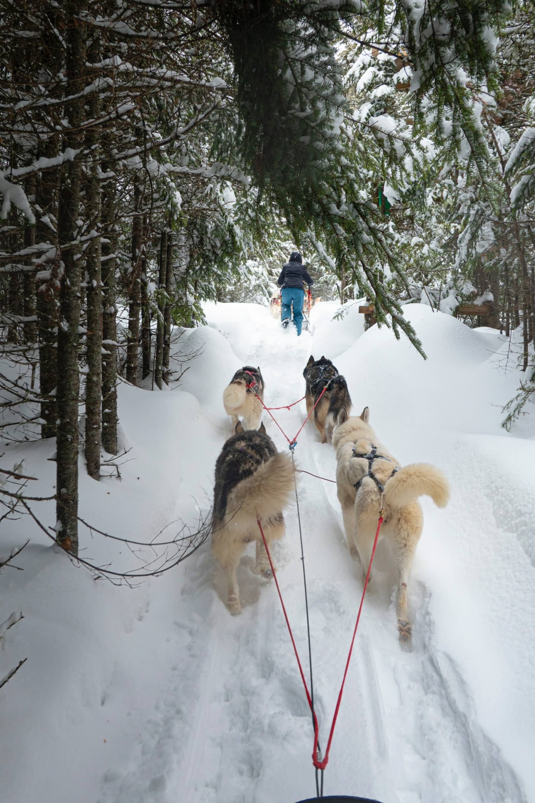 Huskyschhllittenfahren durch den Wald