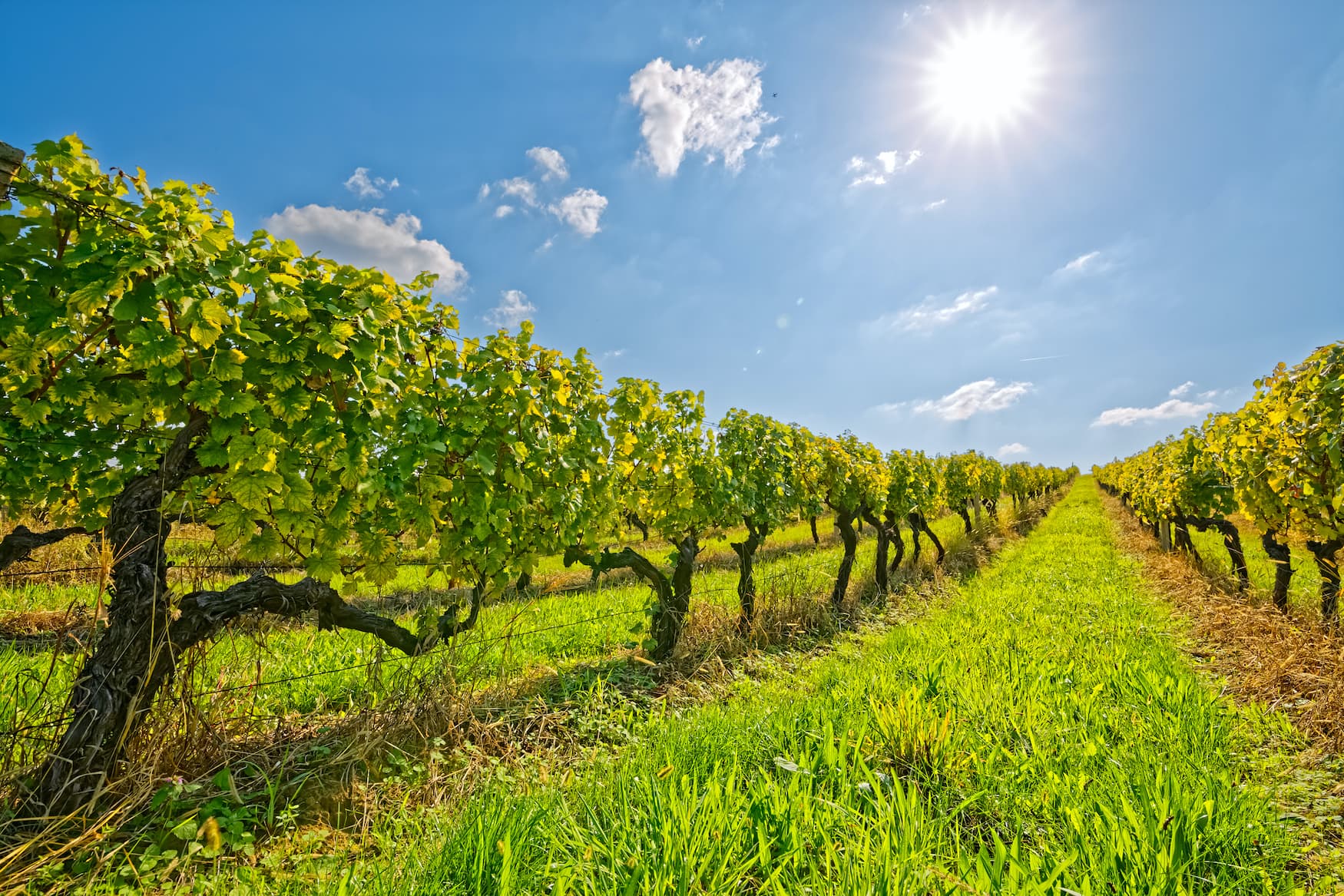 Weinberge in Slawonien in Kroatien