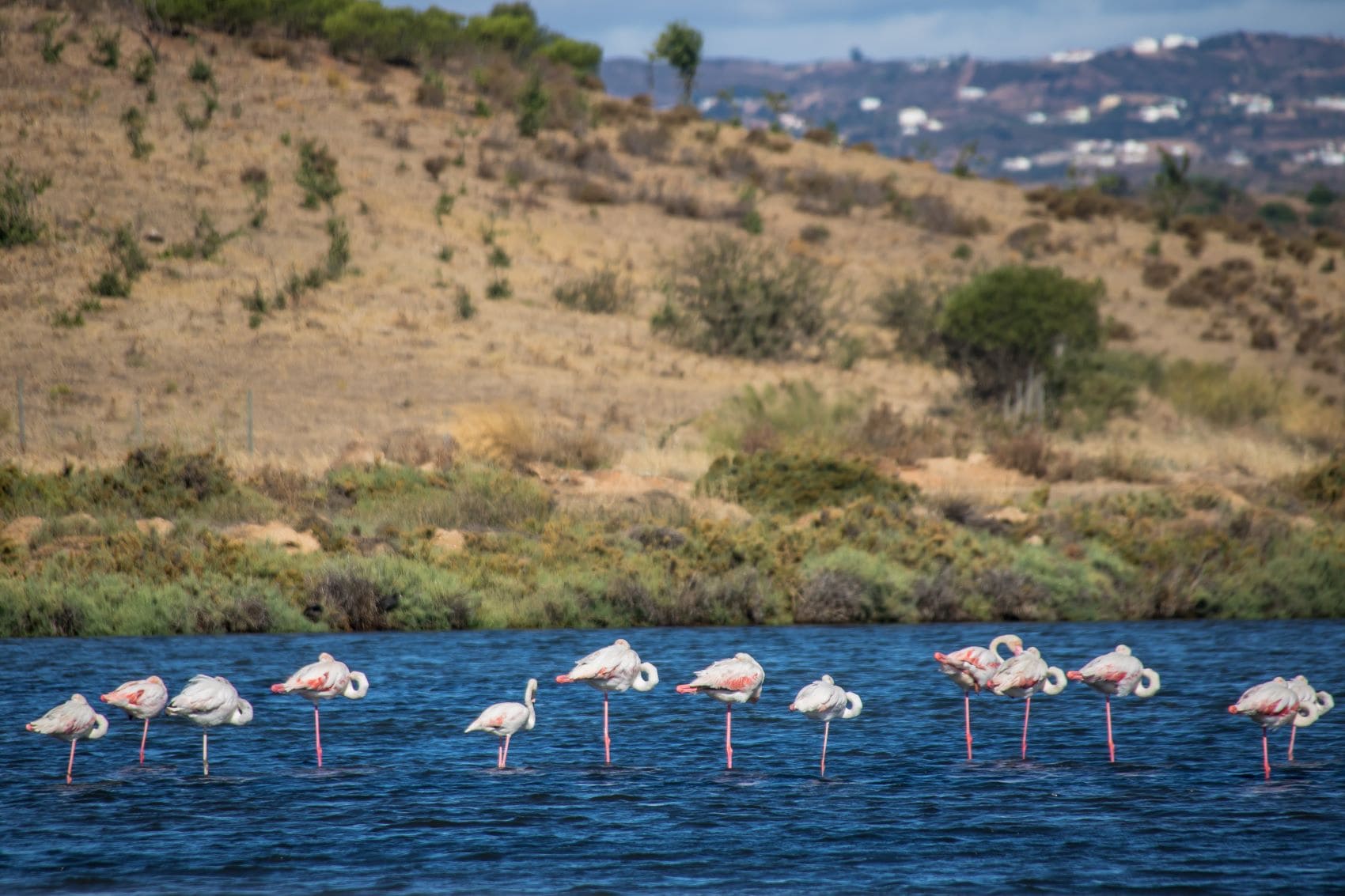 Dutzend Flamingos in Castro Marim in der Algarve 