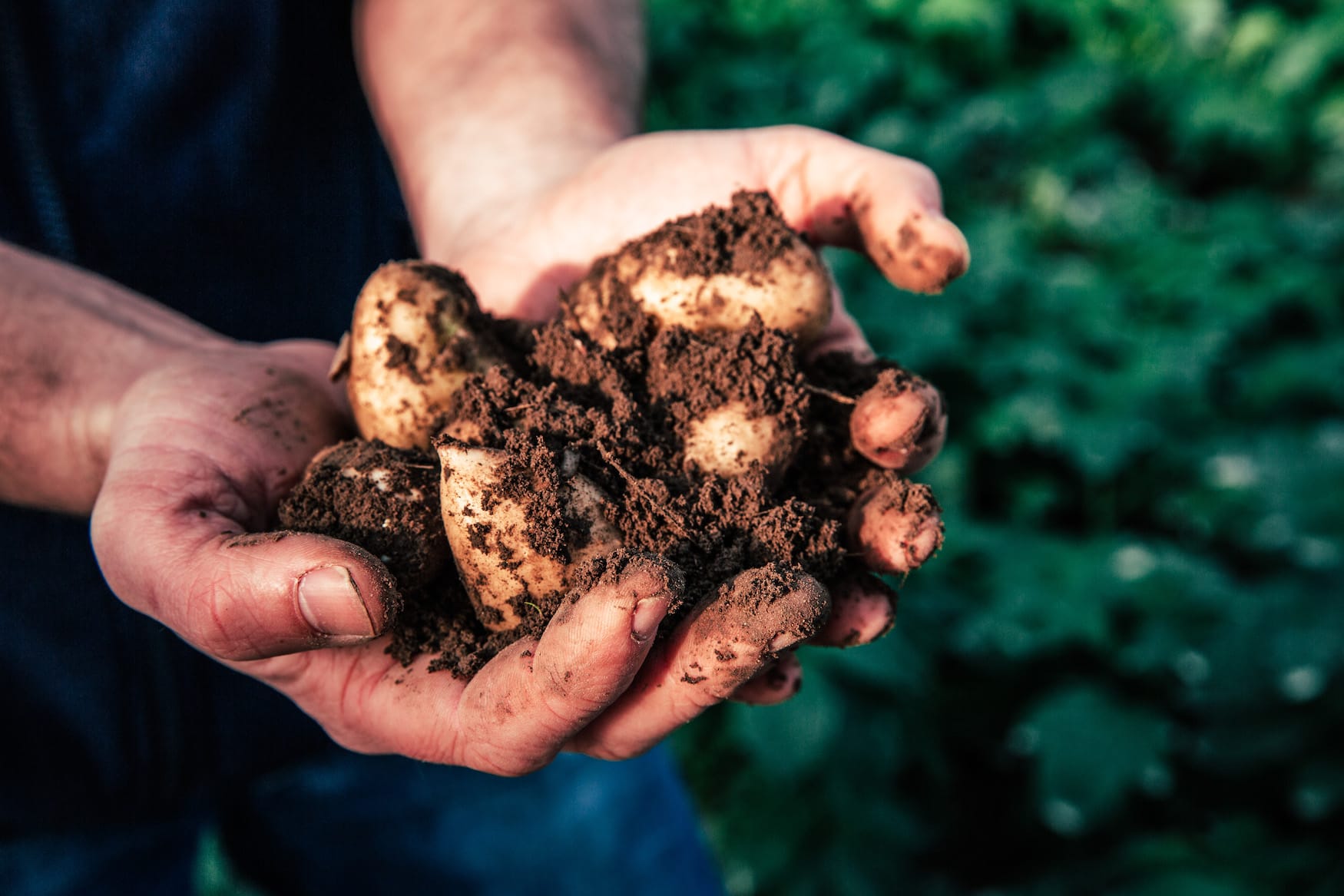 Jersey Royals – die leckersten Kartoffeln