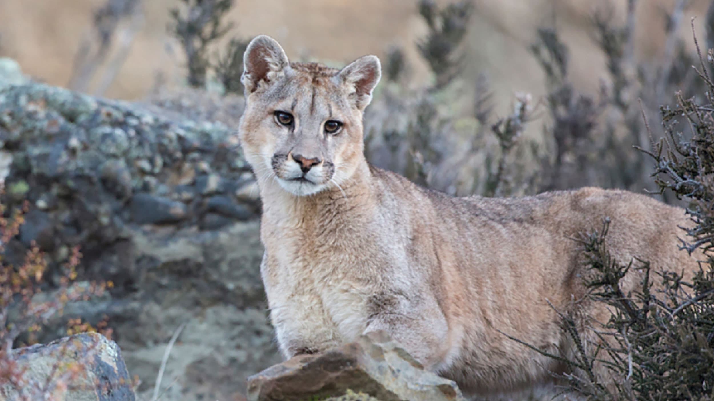 Puma im Patagonia Park Argentinia
