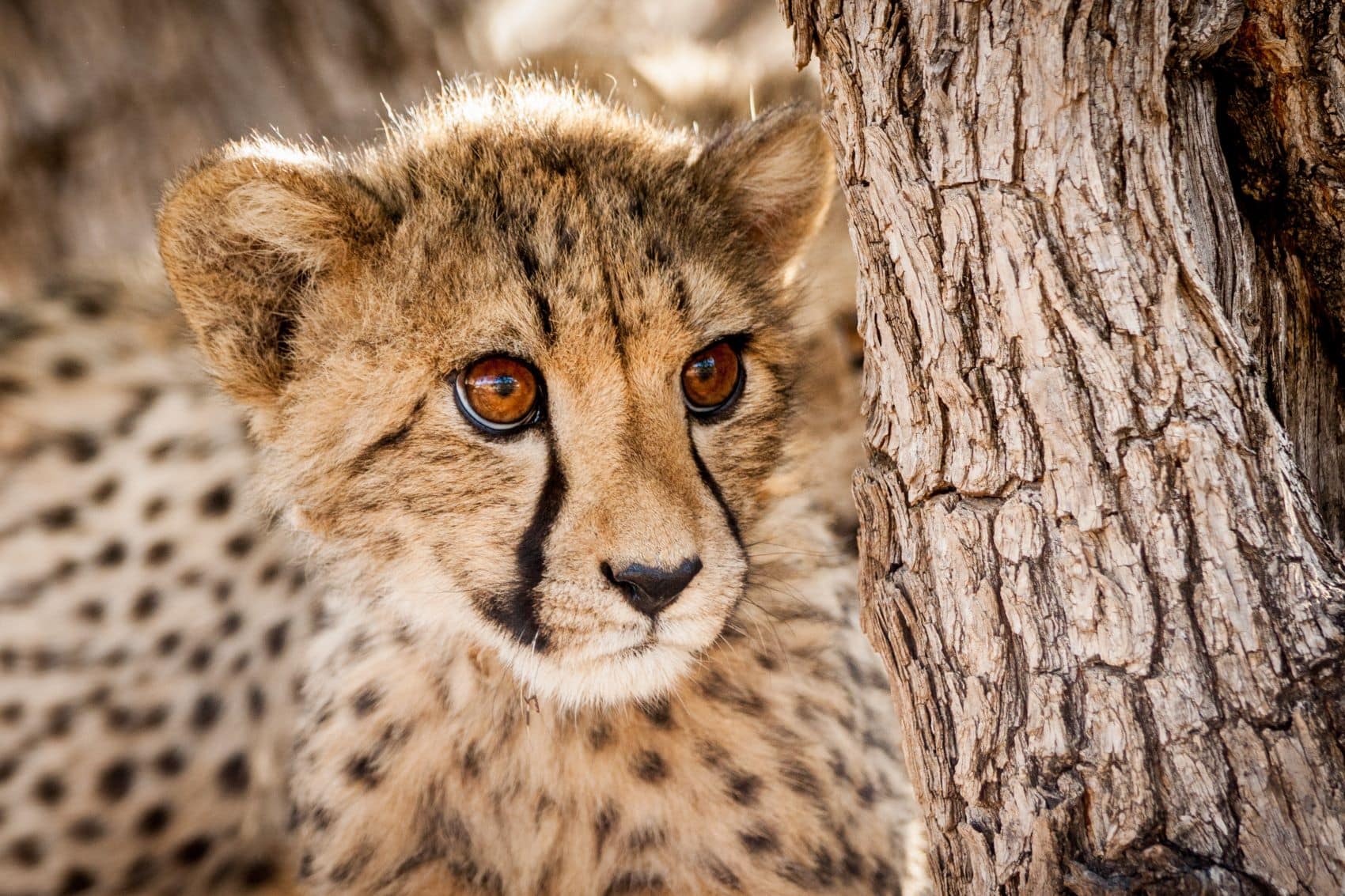 Geparden-Junges in Namibia