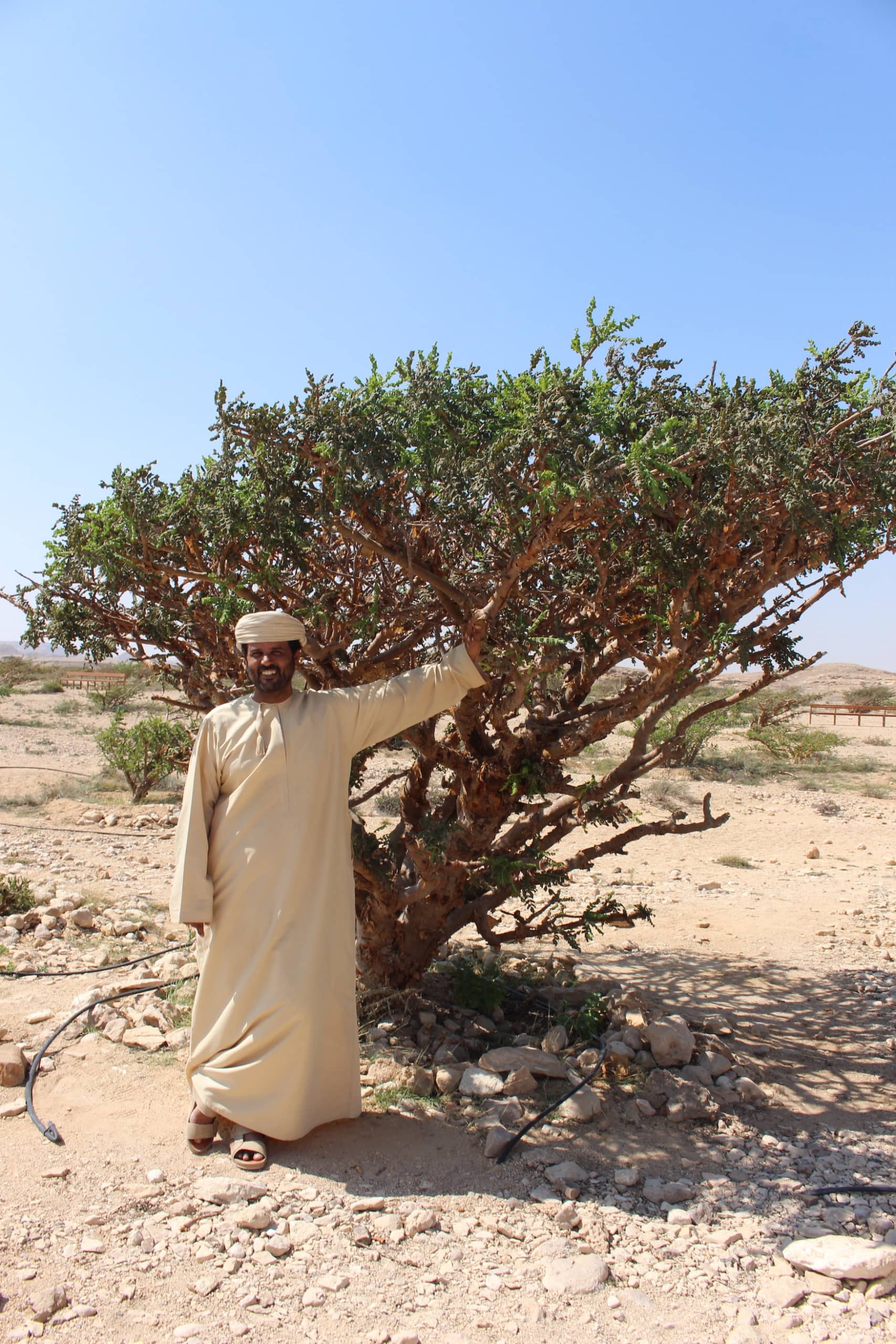 Weihrauchbaum im Oman