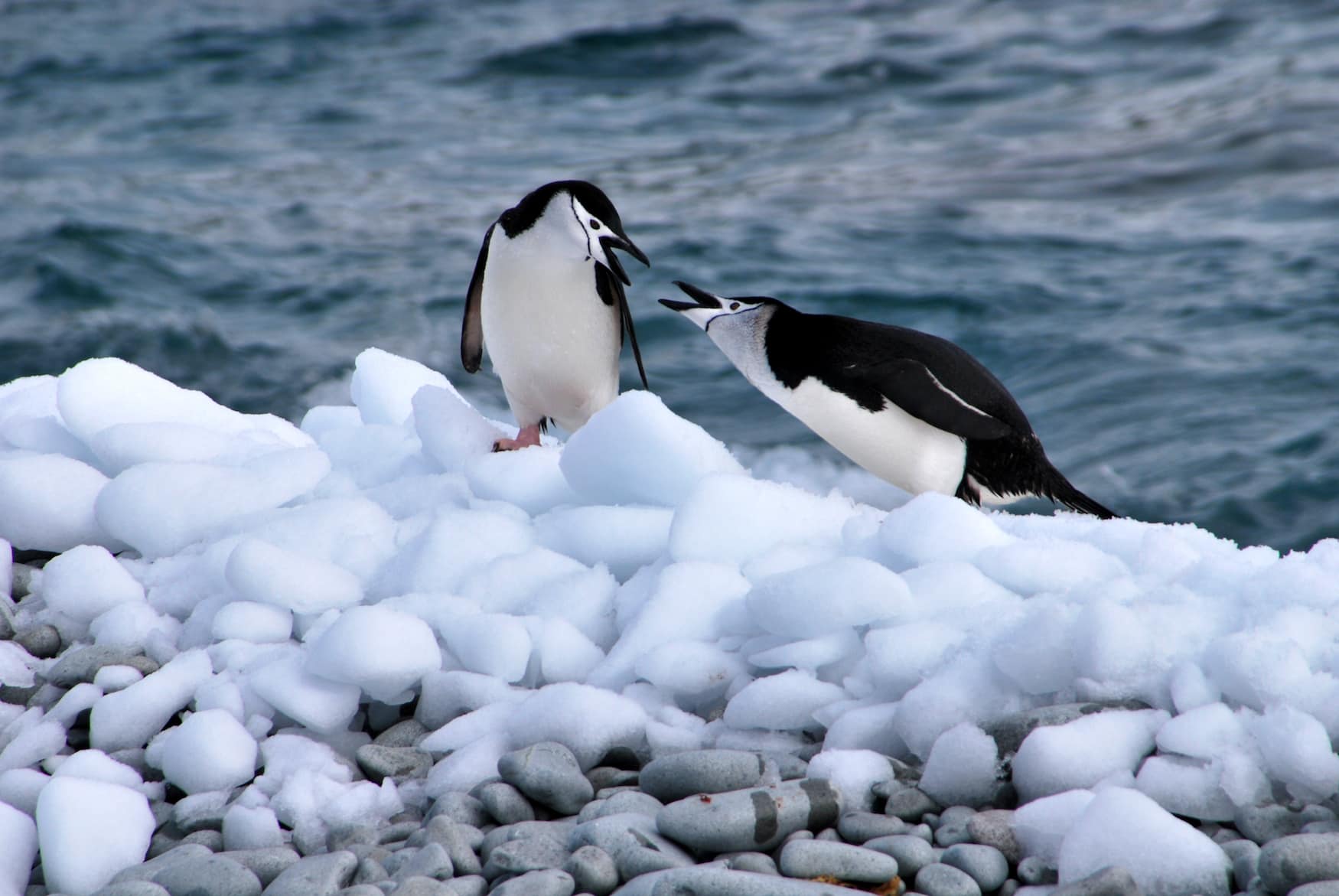 Pinguine in der Antarktis