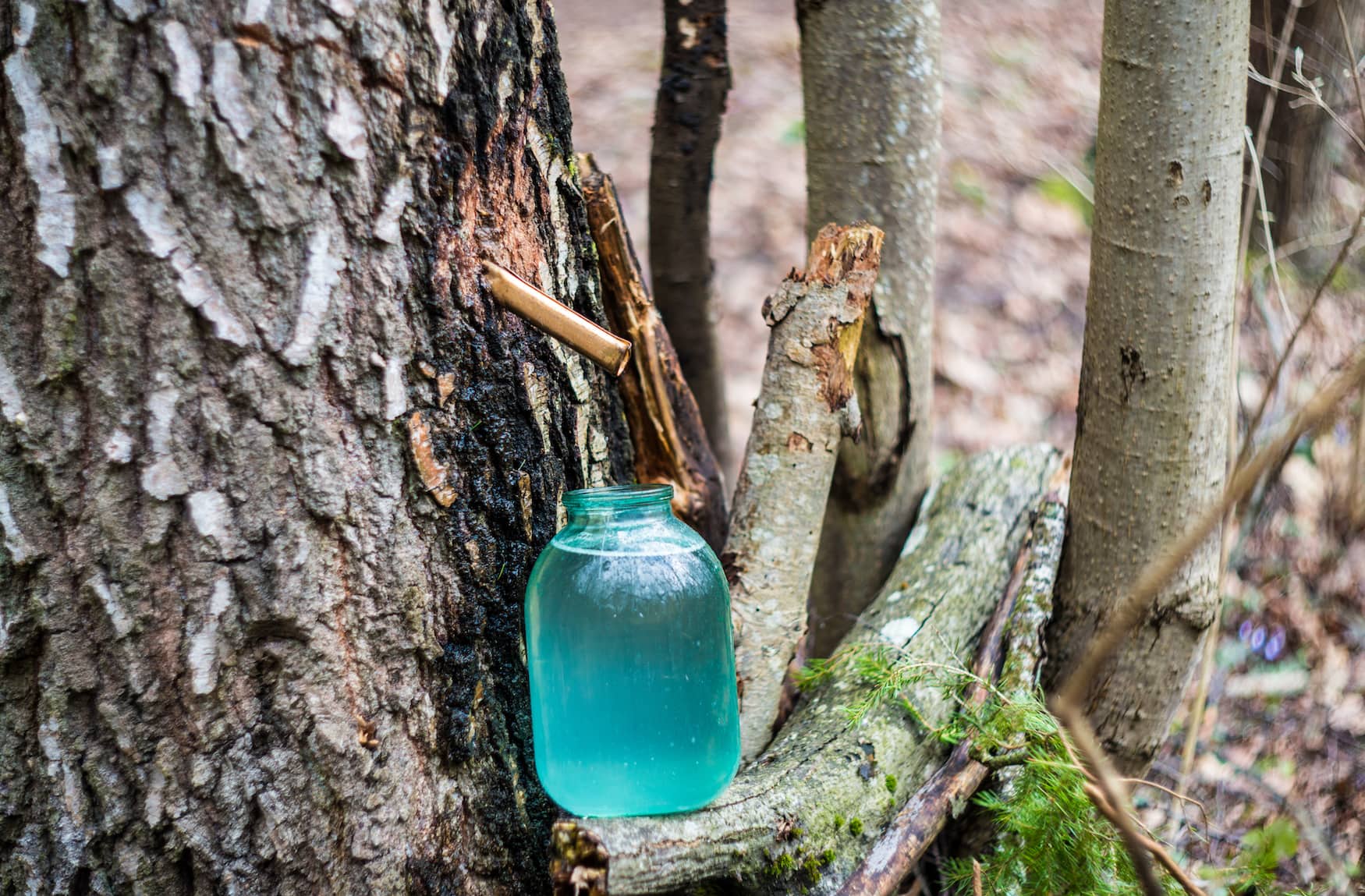 Highlights in Lettland: frischer Birkensaft