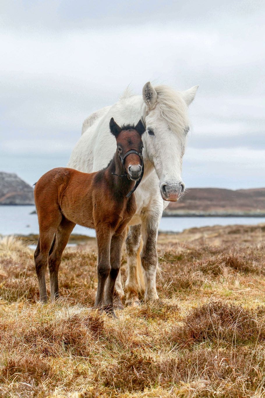 Eriskay Ponys auf Insel Uist, Schottland