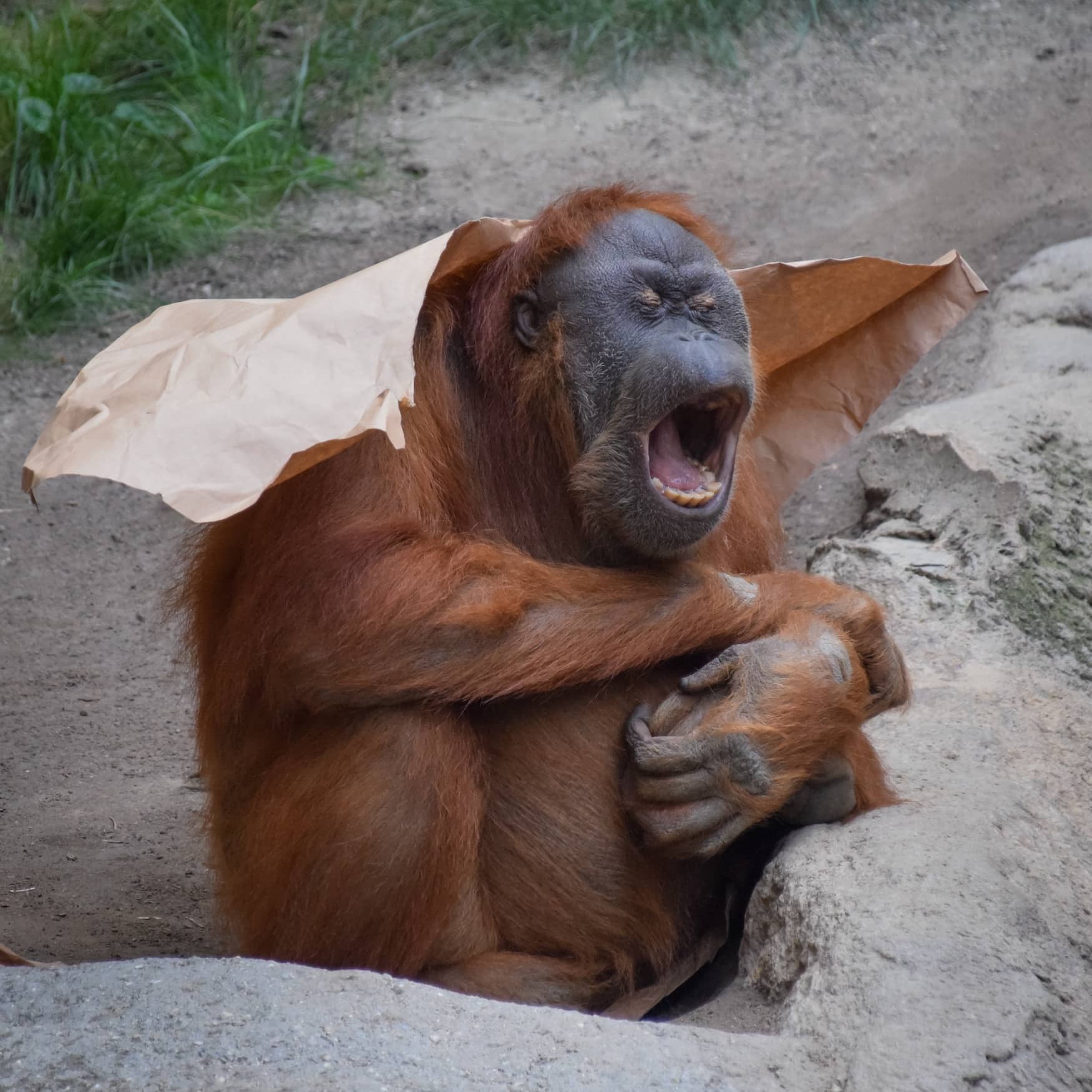 Affe im Leipziger Zoo