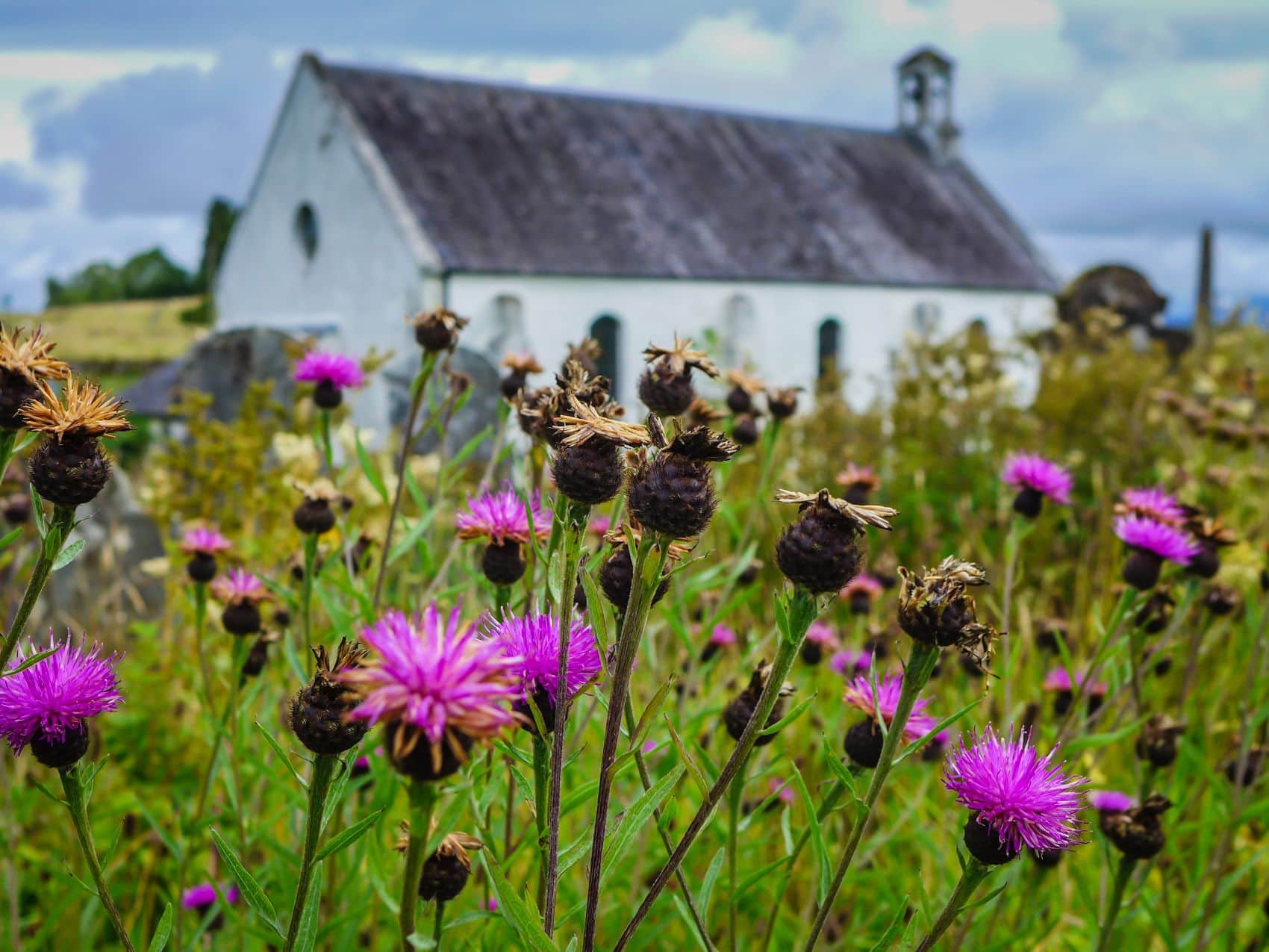 Wildblumen auf Lismore, Schottland 