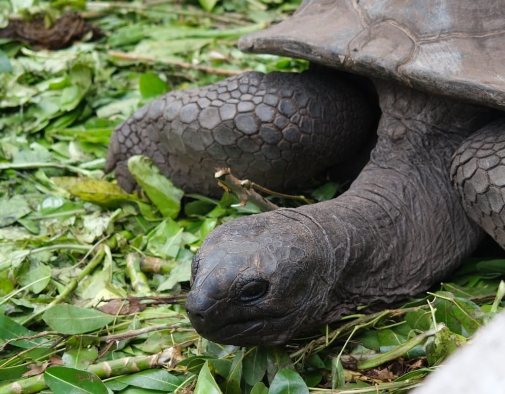 Aldabra-Schildkröte im Raffles Seychelles.